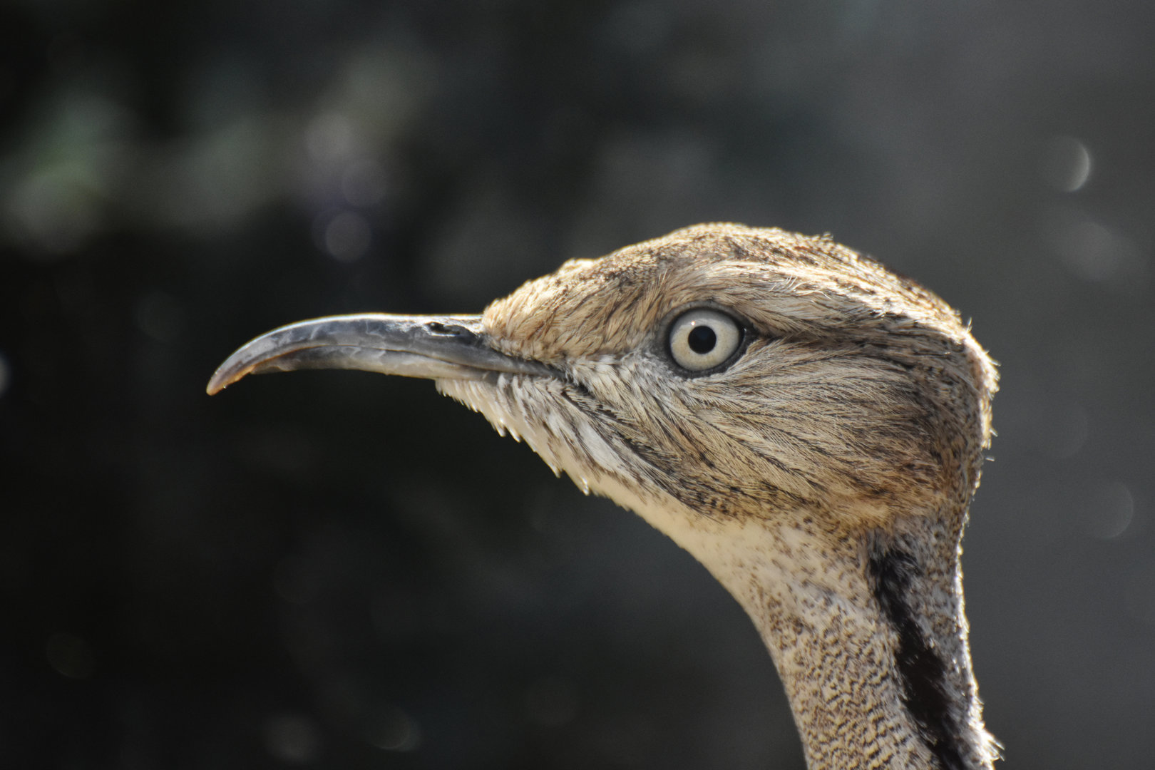 Macqueen's Bustard Chlamydotis macqueenii