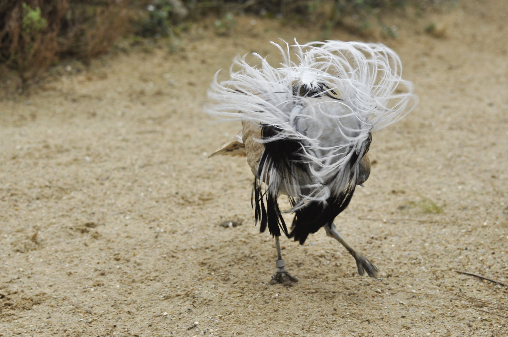 Macqueen's Bustard Chlamydotis macqueenii