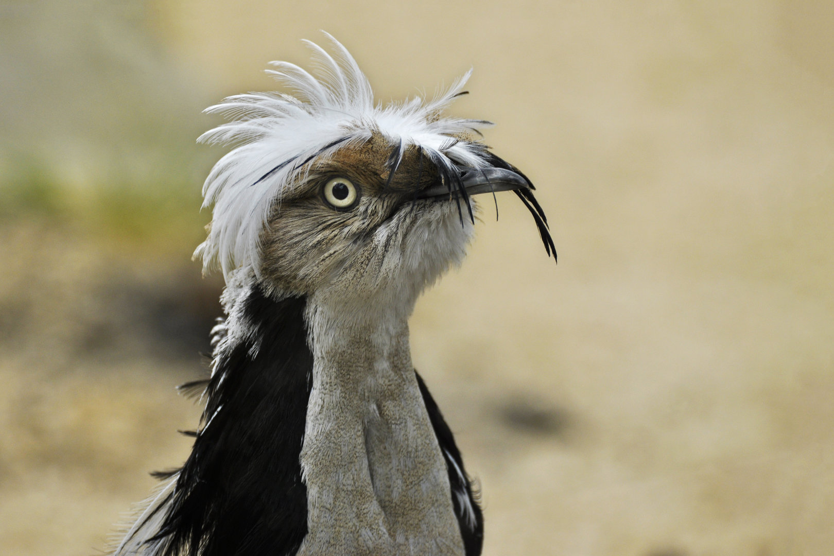 Macqueen's Bustard Chlamydotis macqueenii