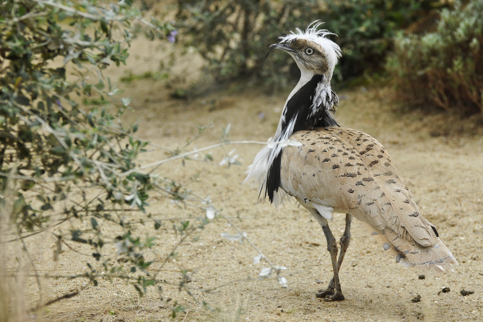 Macqueen's Bustard Chlamydotis macqueenii