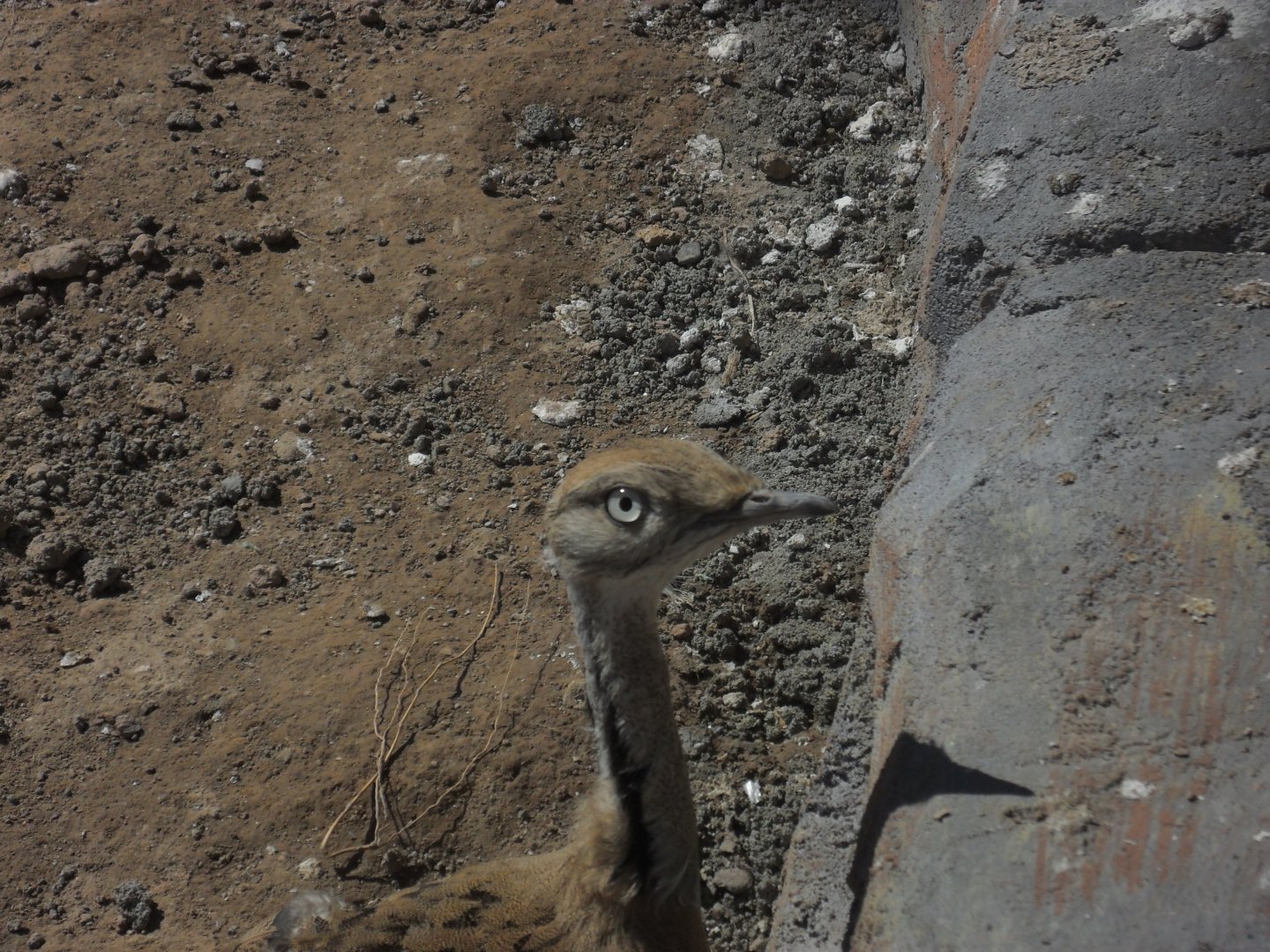 MacQueen's bustard - Peshawar zoo 17/2/2018