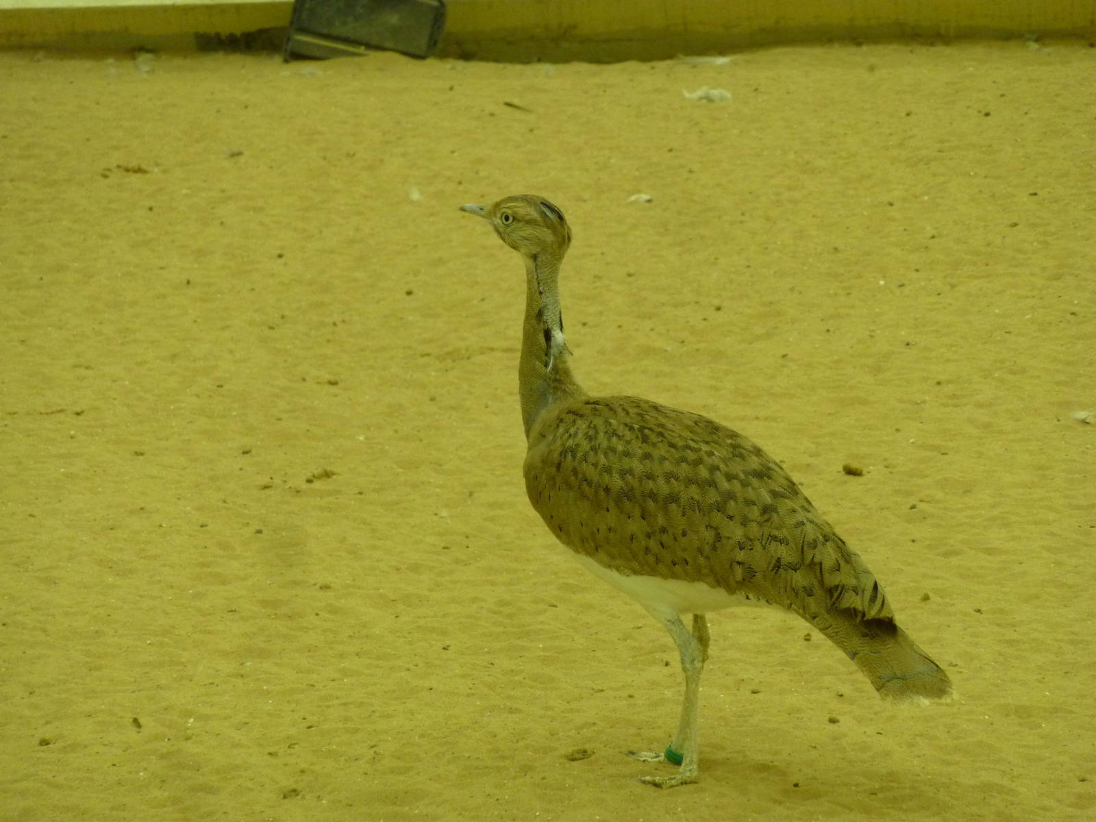 Macqueen's houbara bustard, December 2011.