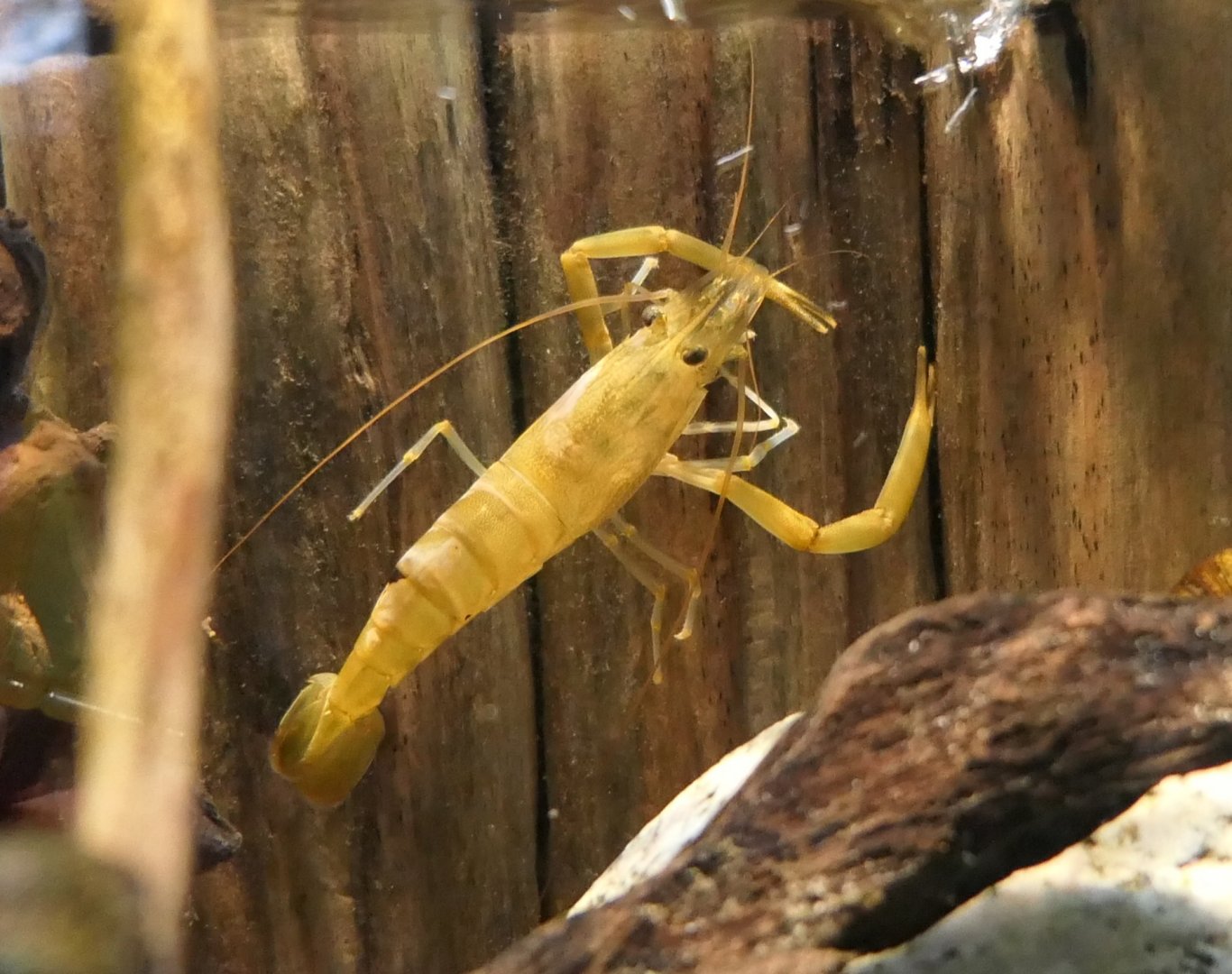 Macrobrachium japonicum - Uozu Aquarium