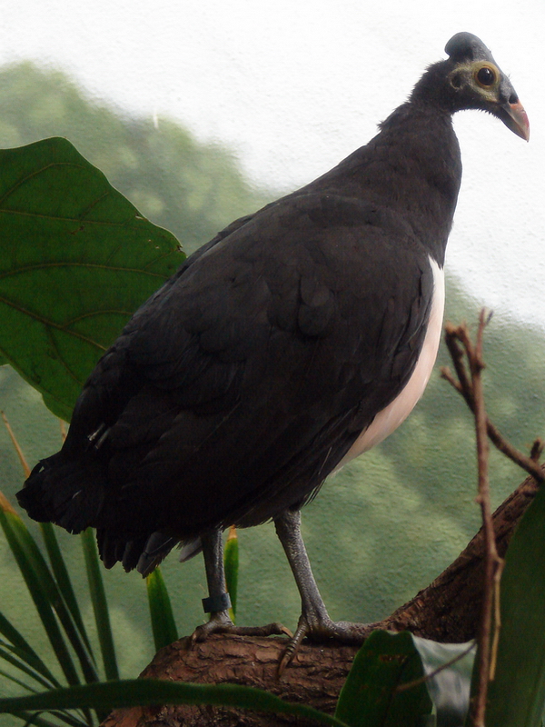 Macrocephalon maleo / Maleo (female)