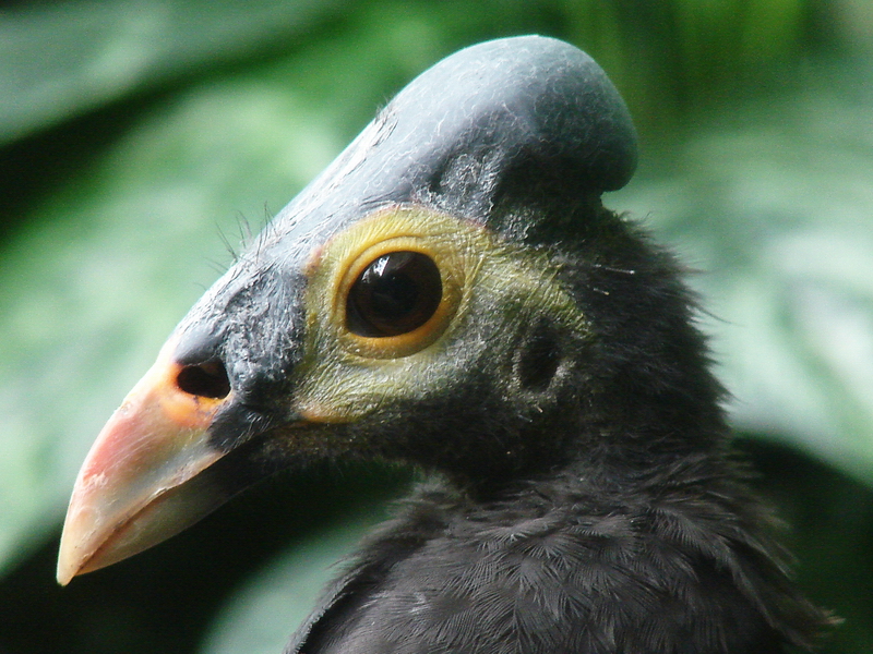 Macrocephalon maleo / Maleo (female)