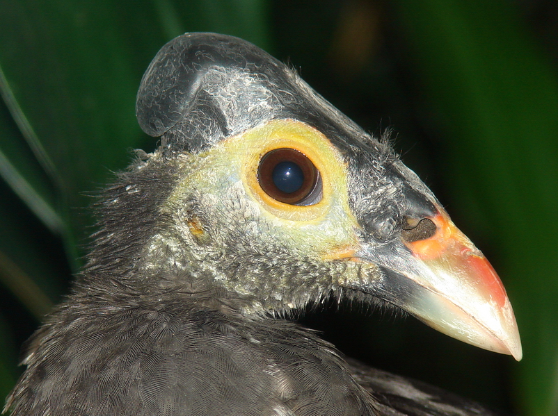 Macrocephalon maleo / Maleo (female)