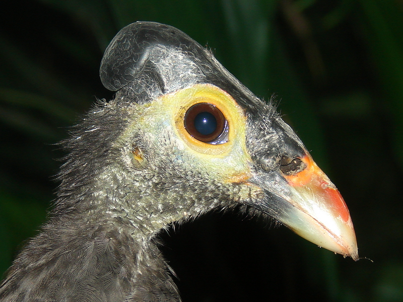 Macrocephalon maleo / Maleo (female)