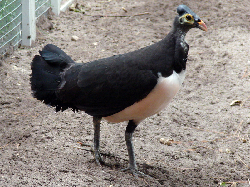 Macrocephalon maleo / Maleo (female)