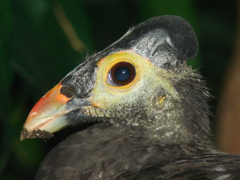 Macrocephalon maleo / Maleo (female)