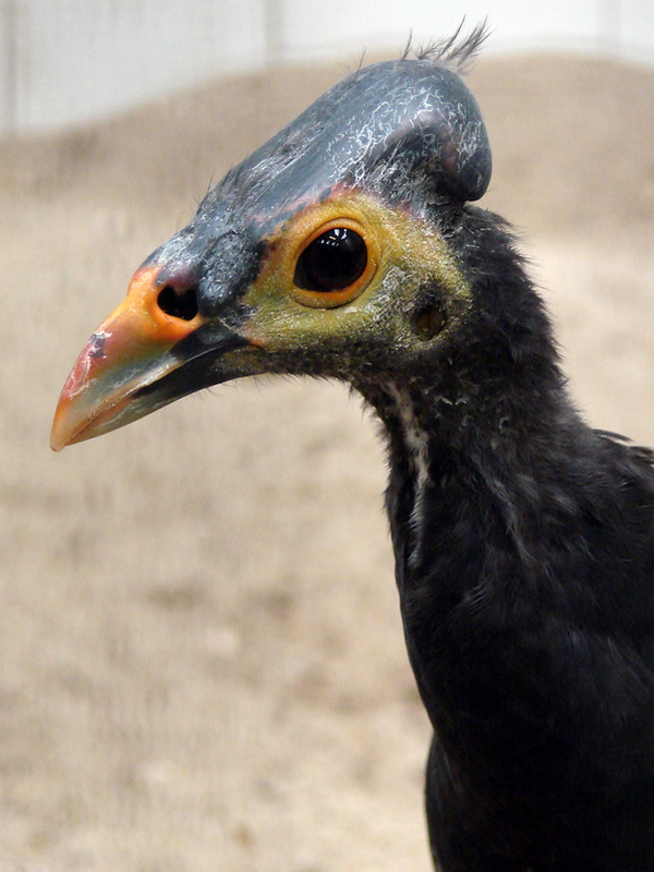 Macrocephalon maleo / Maleo (imm male)