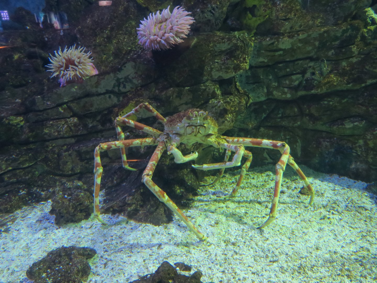 Macrocheira kaempferi