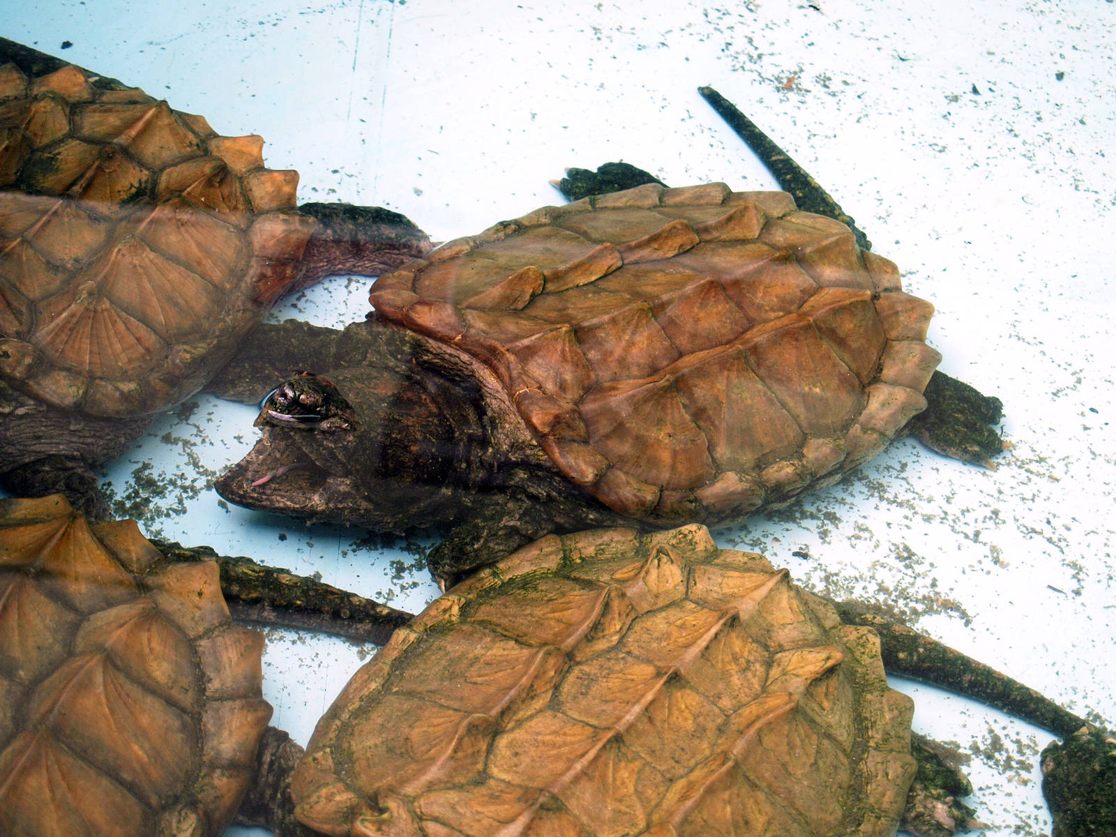 Macrochelys temminckii