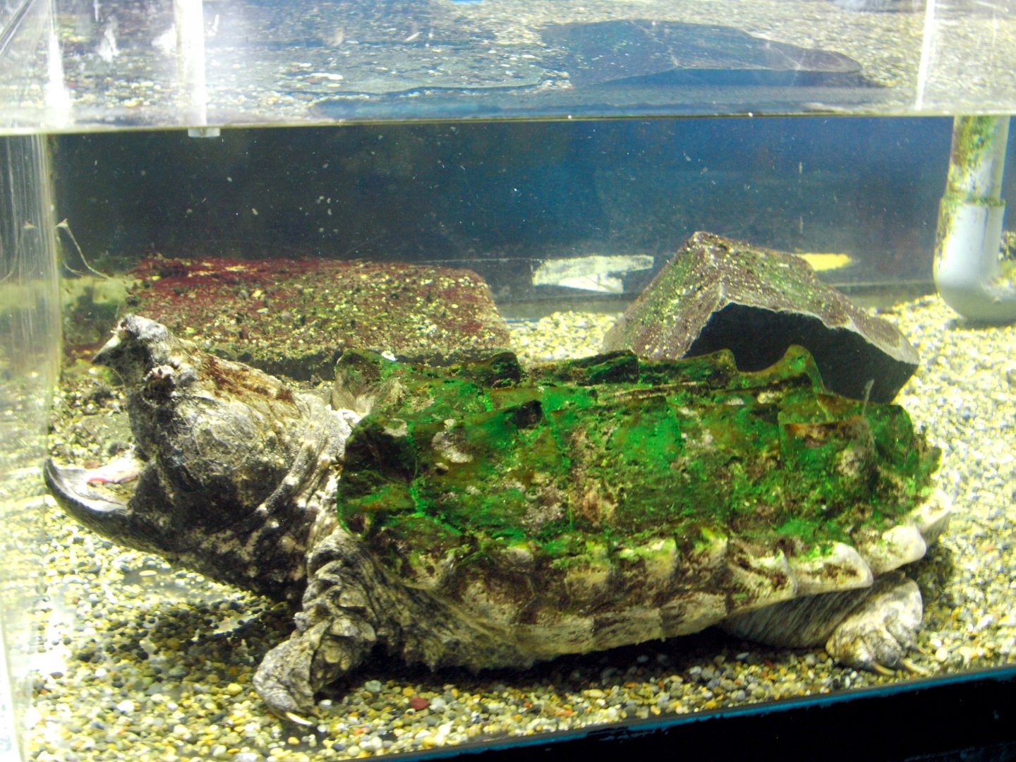 Macrochelys temminckii