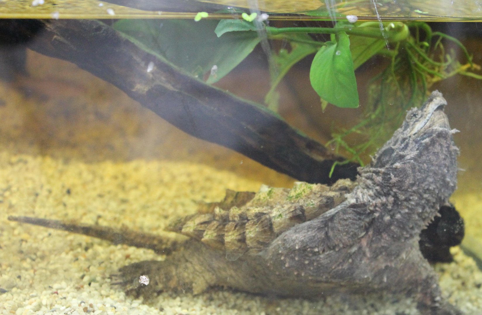 Macrochelys temminckii