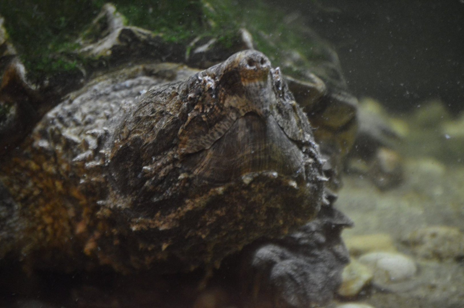 Macrochelys temminckii