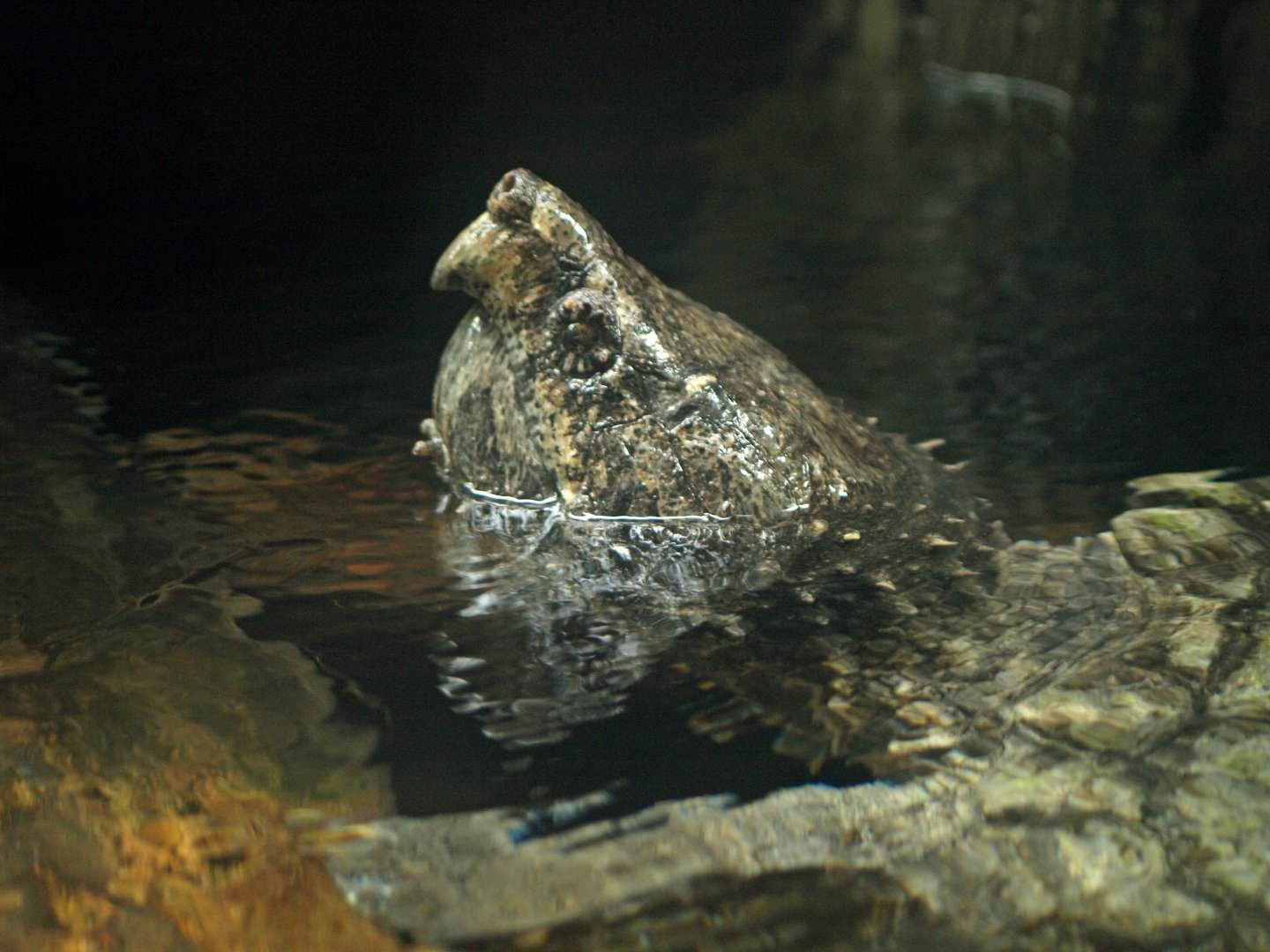 Macrochelys temminckii