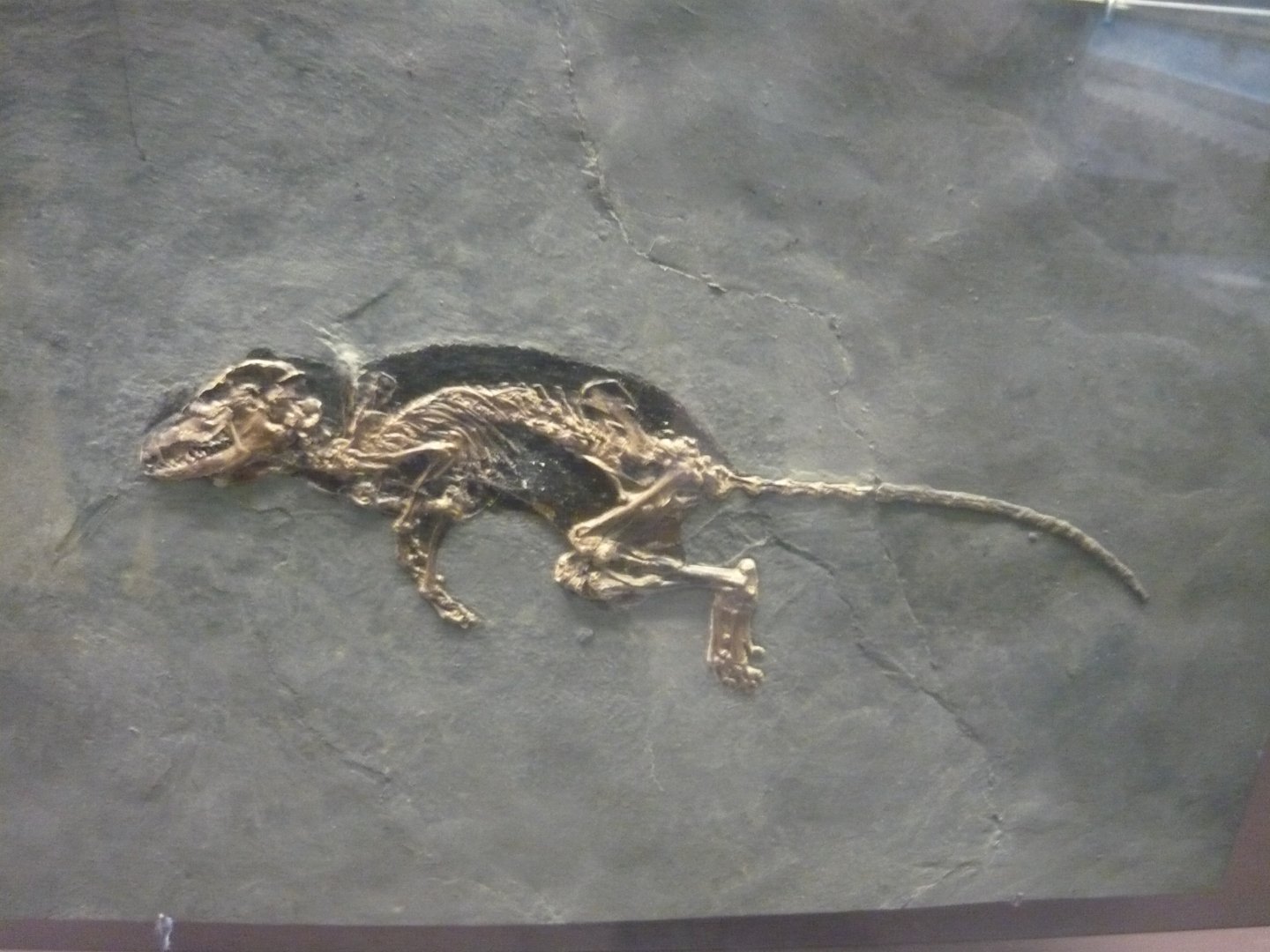 Macrocranion tupaiodon