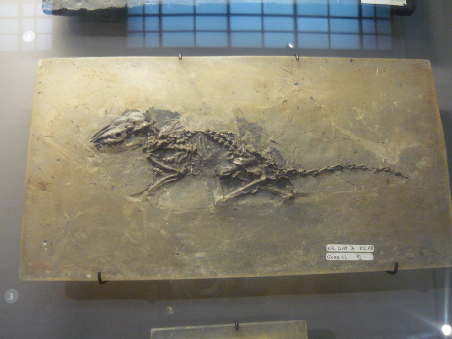 Macrocranion tupaiodon