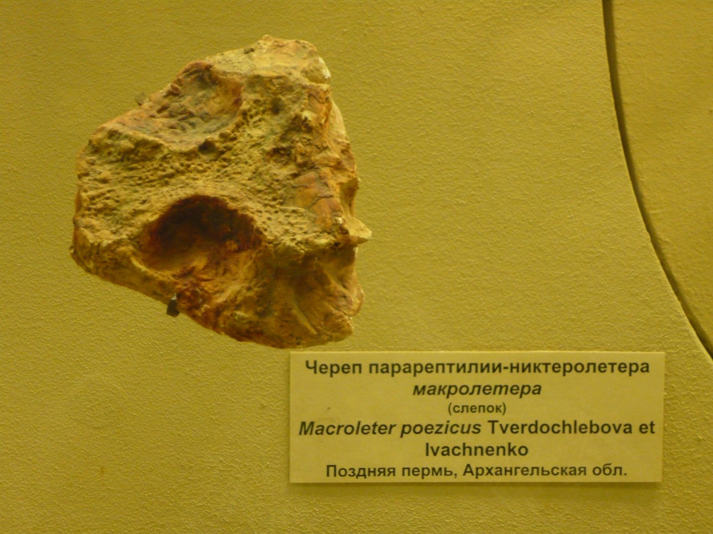 Macroleter poezicus skull (cast)