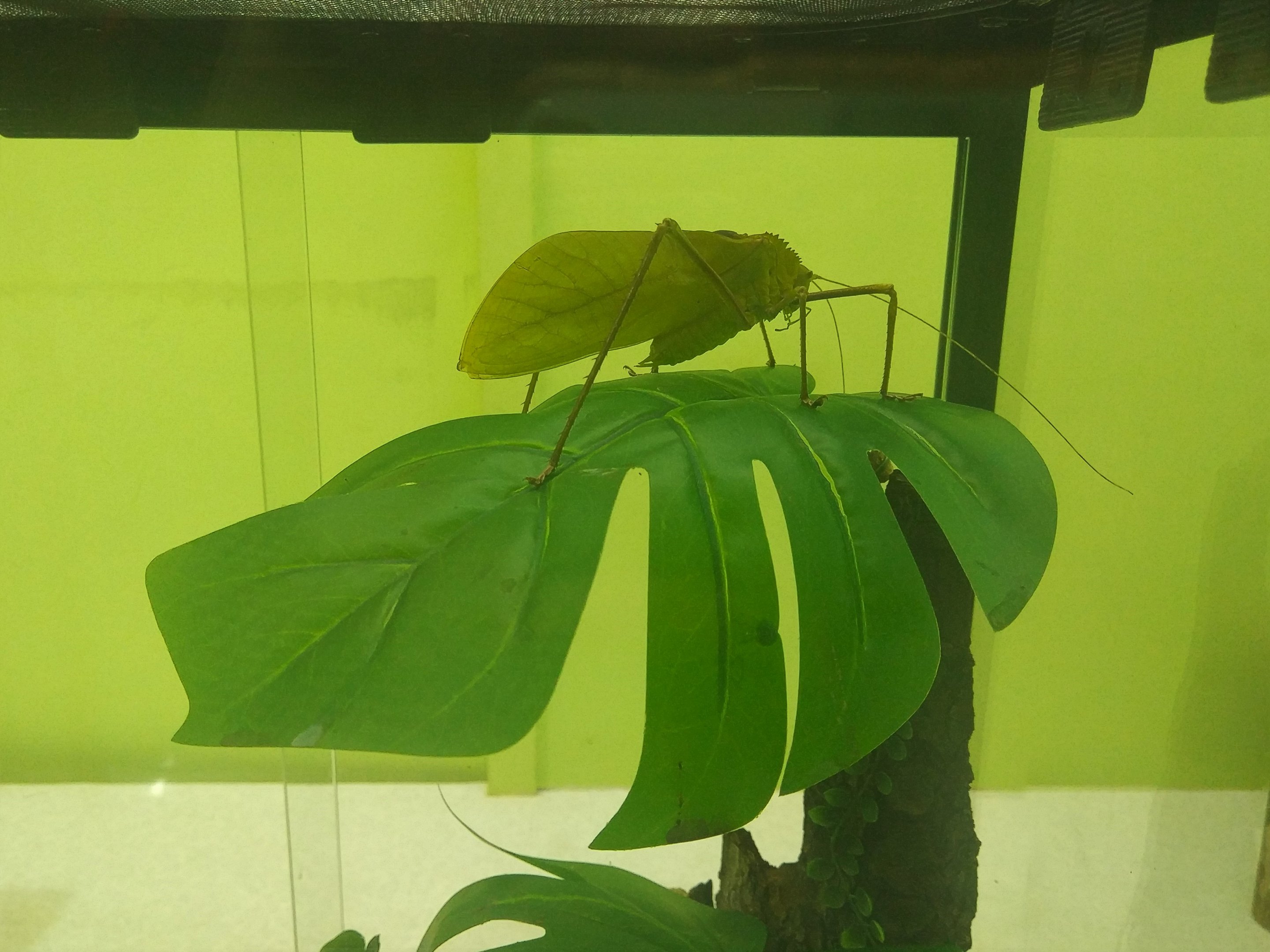 Macrolyristes corporalis