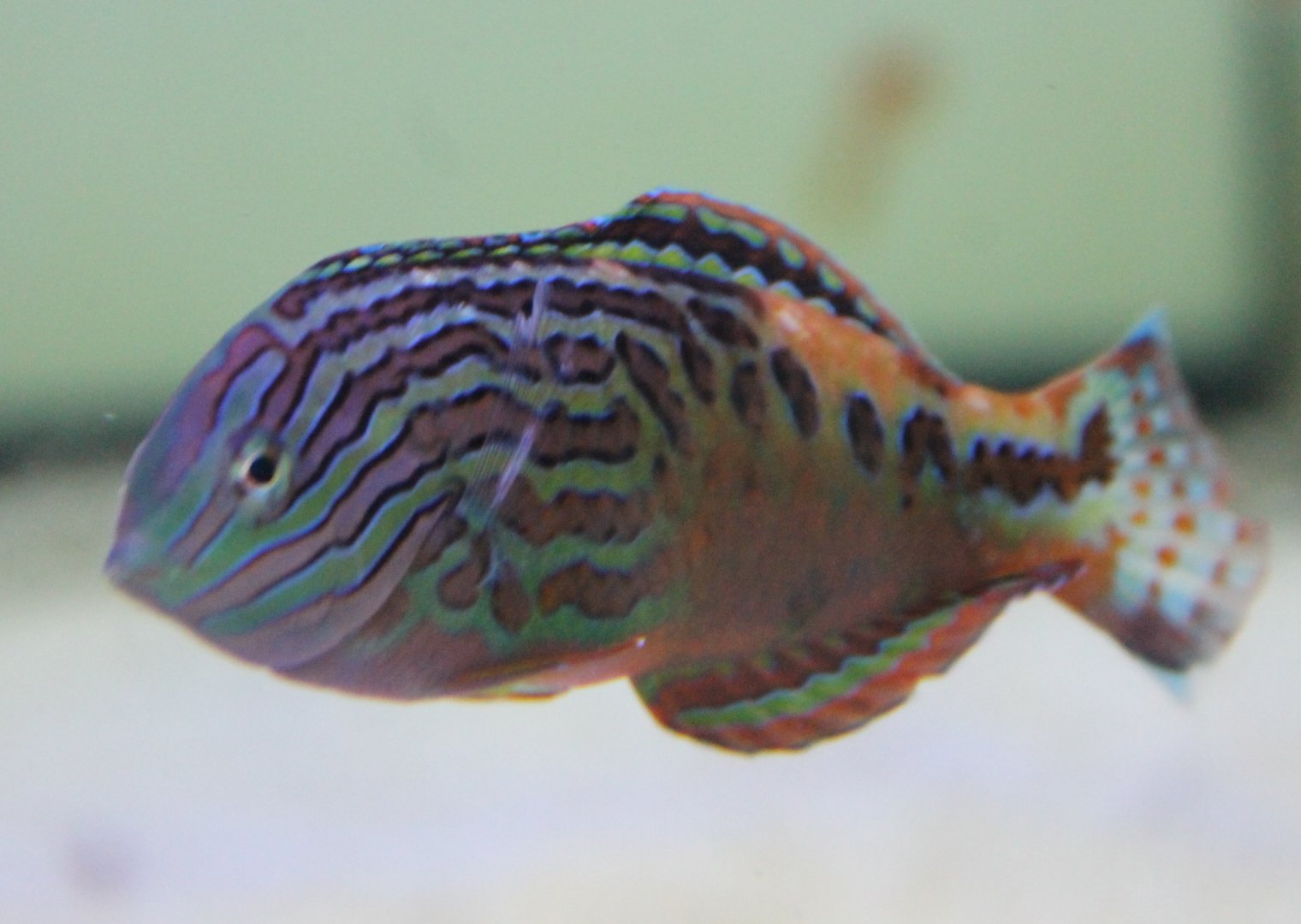 Macropharyngodon bipartitus