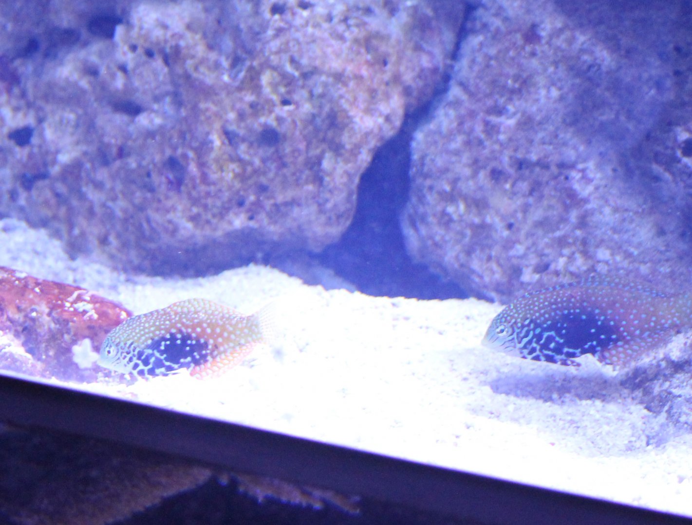 Macropharyngodon bipartitus