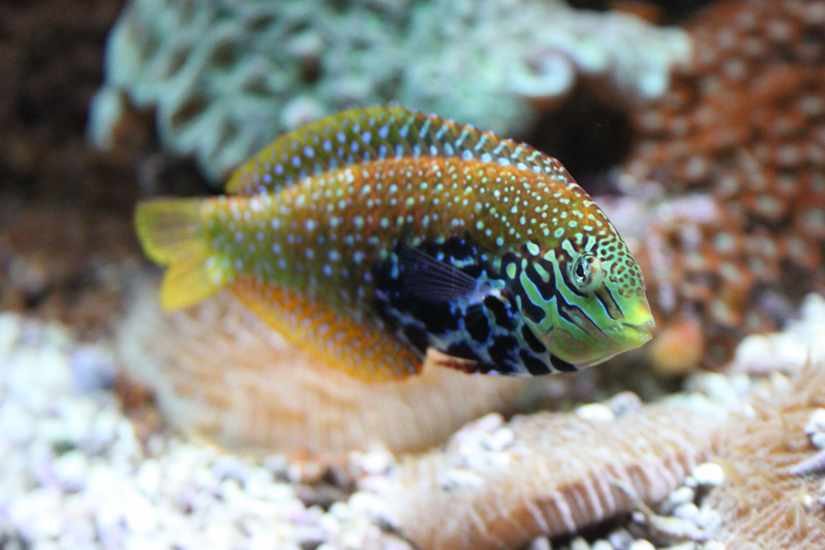 Macropharyngodon bipartitus