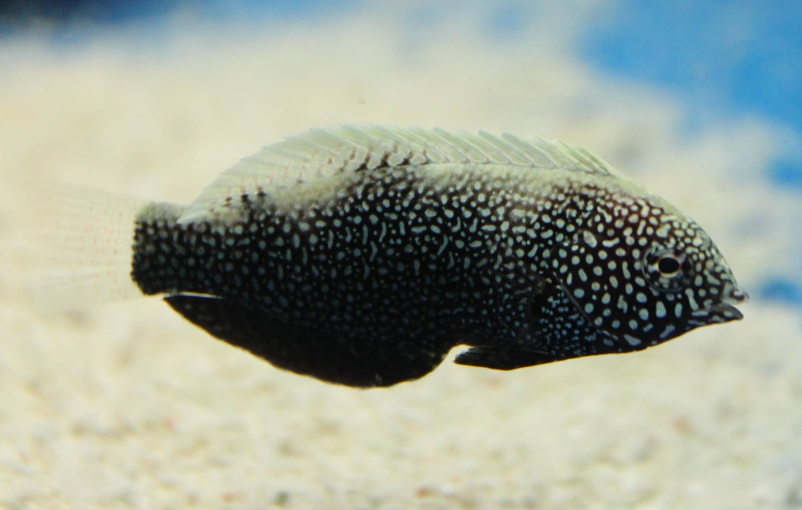 Macropharyngodon negrosensis