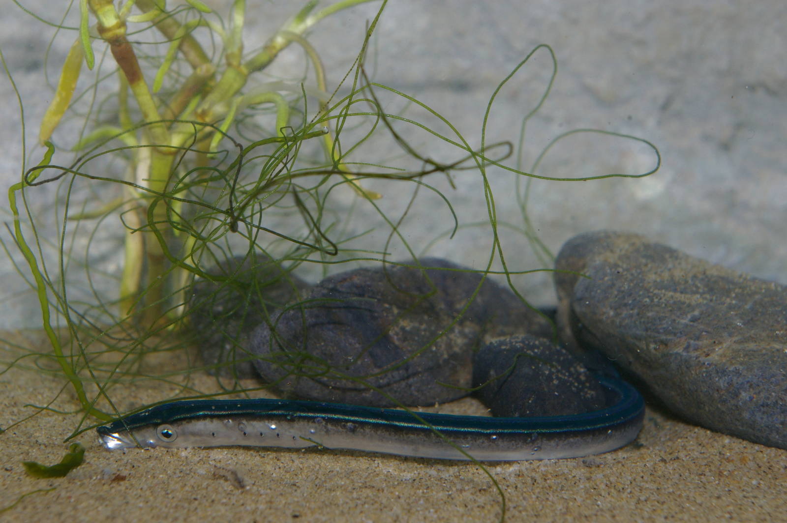 macrophthalmia of pouched lamprey (Geotria australis)