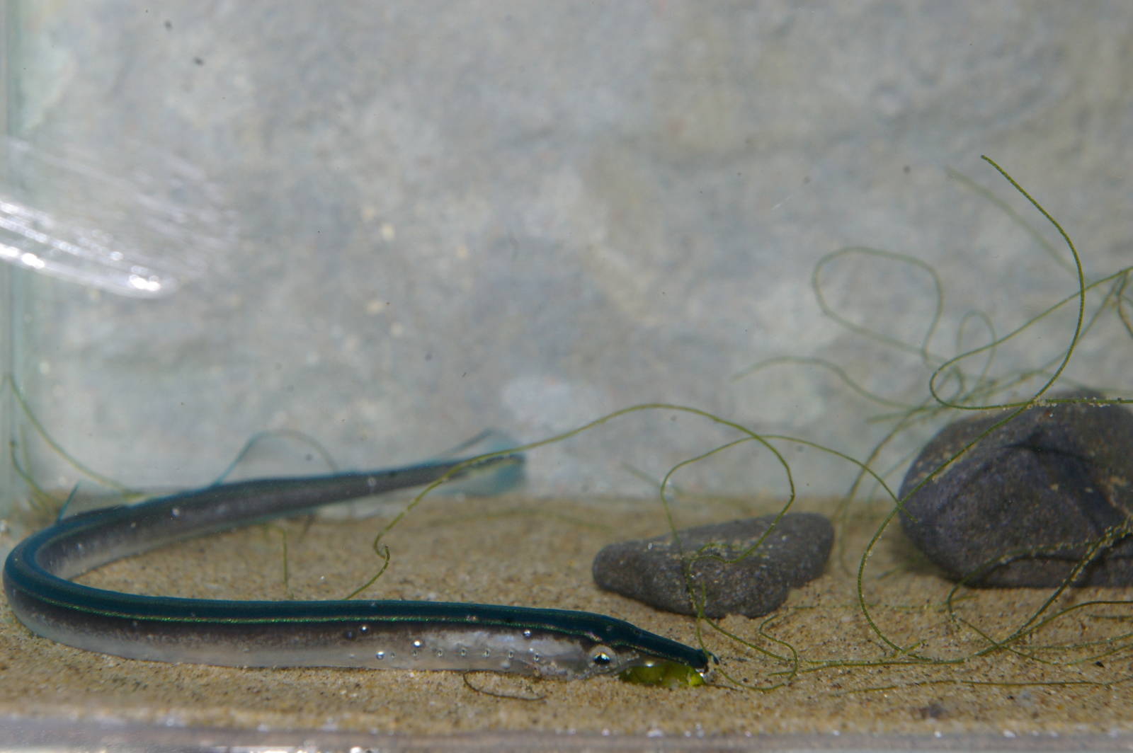 macrophthalmia of pouched lamprey (Geotria australis)