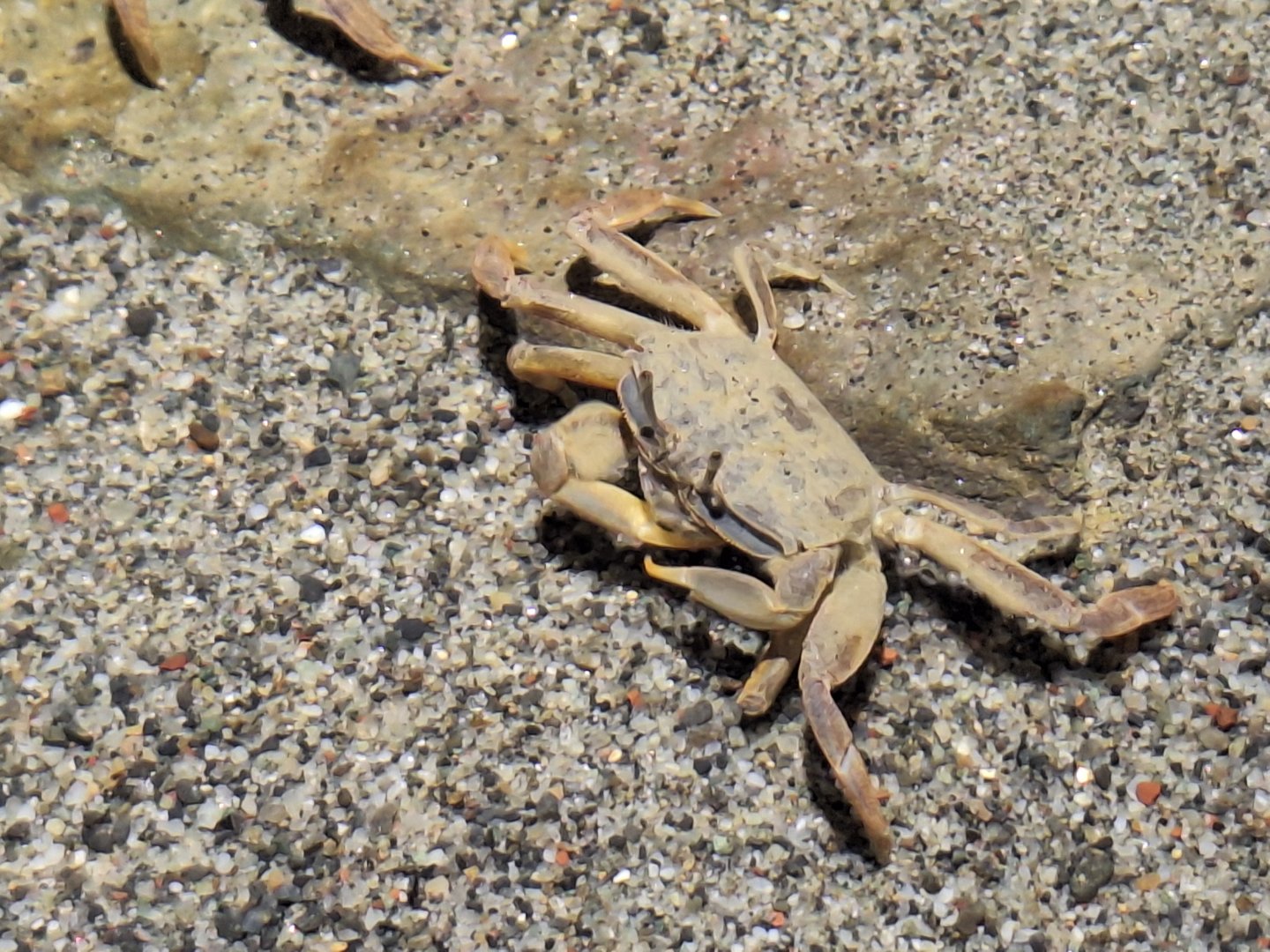 Macrophthalmus japonicus