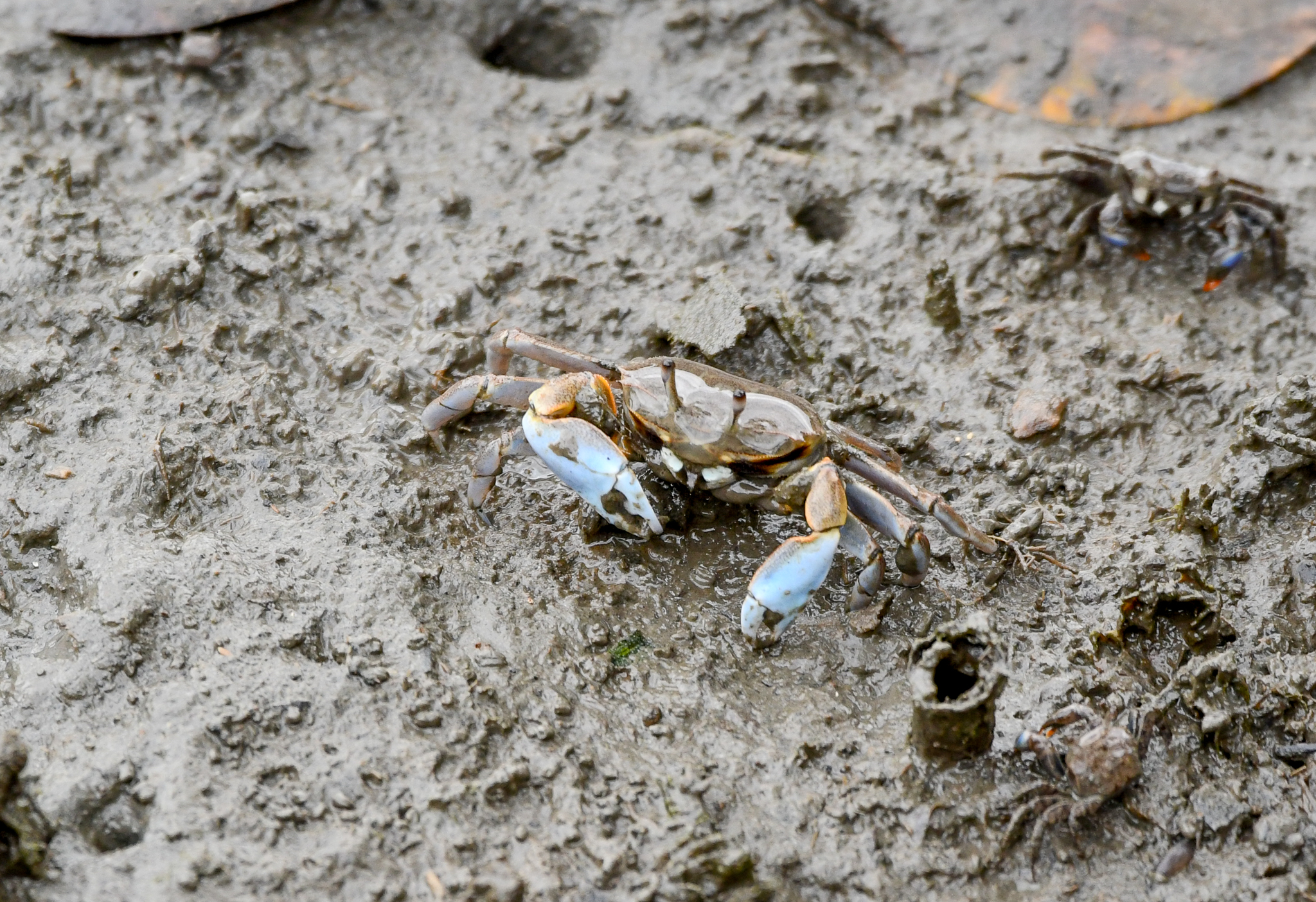 Macrophthalmus pacificus