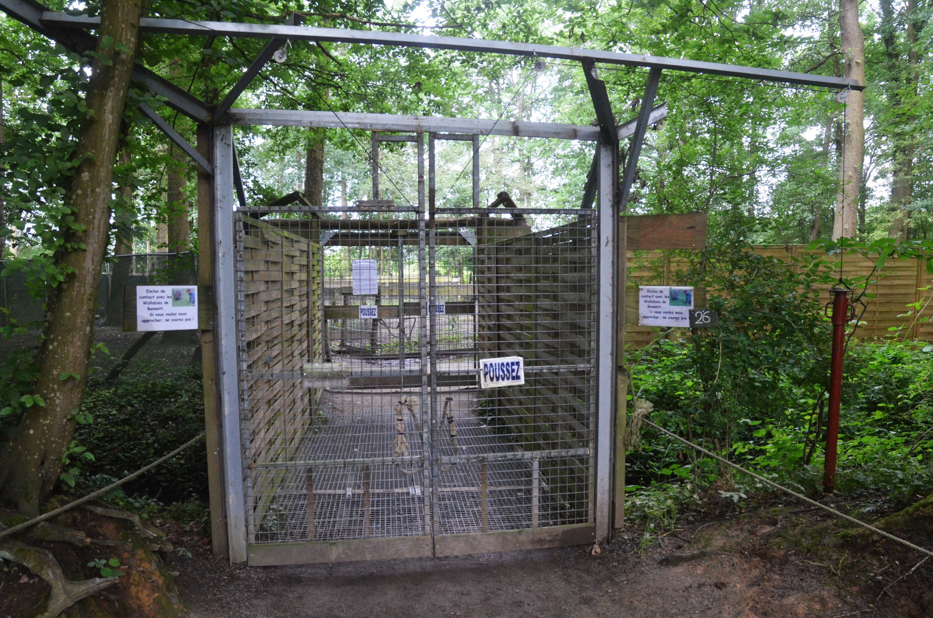 Macropod and Muntjac Walkthrough at Spaycific'Zoo, 13/06/18