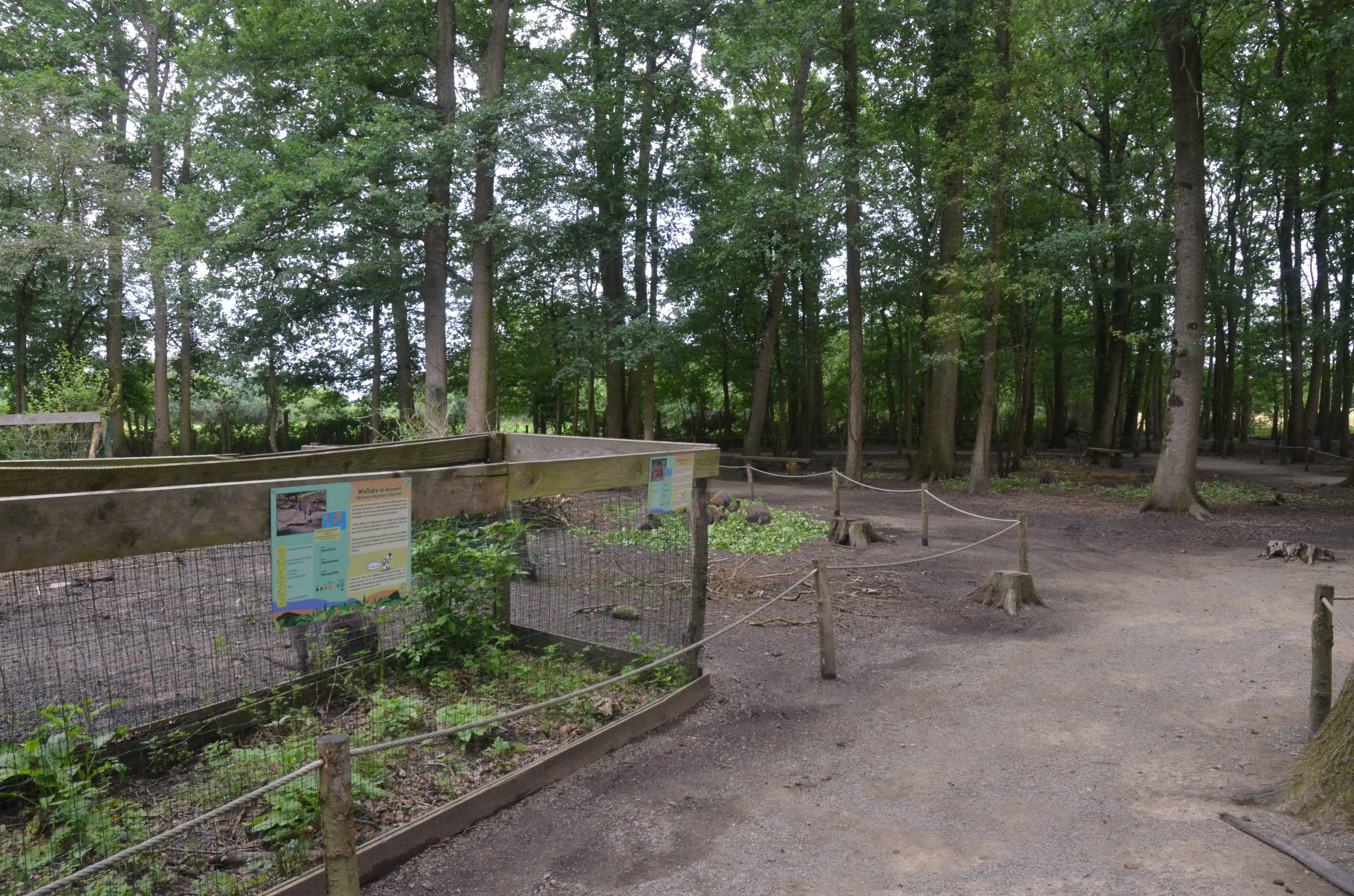 Macropod and Muntjac Walkthrough at Spaycific'Zoo, 13/06/18