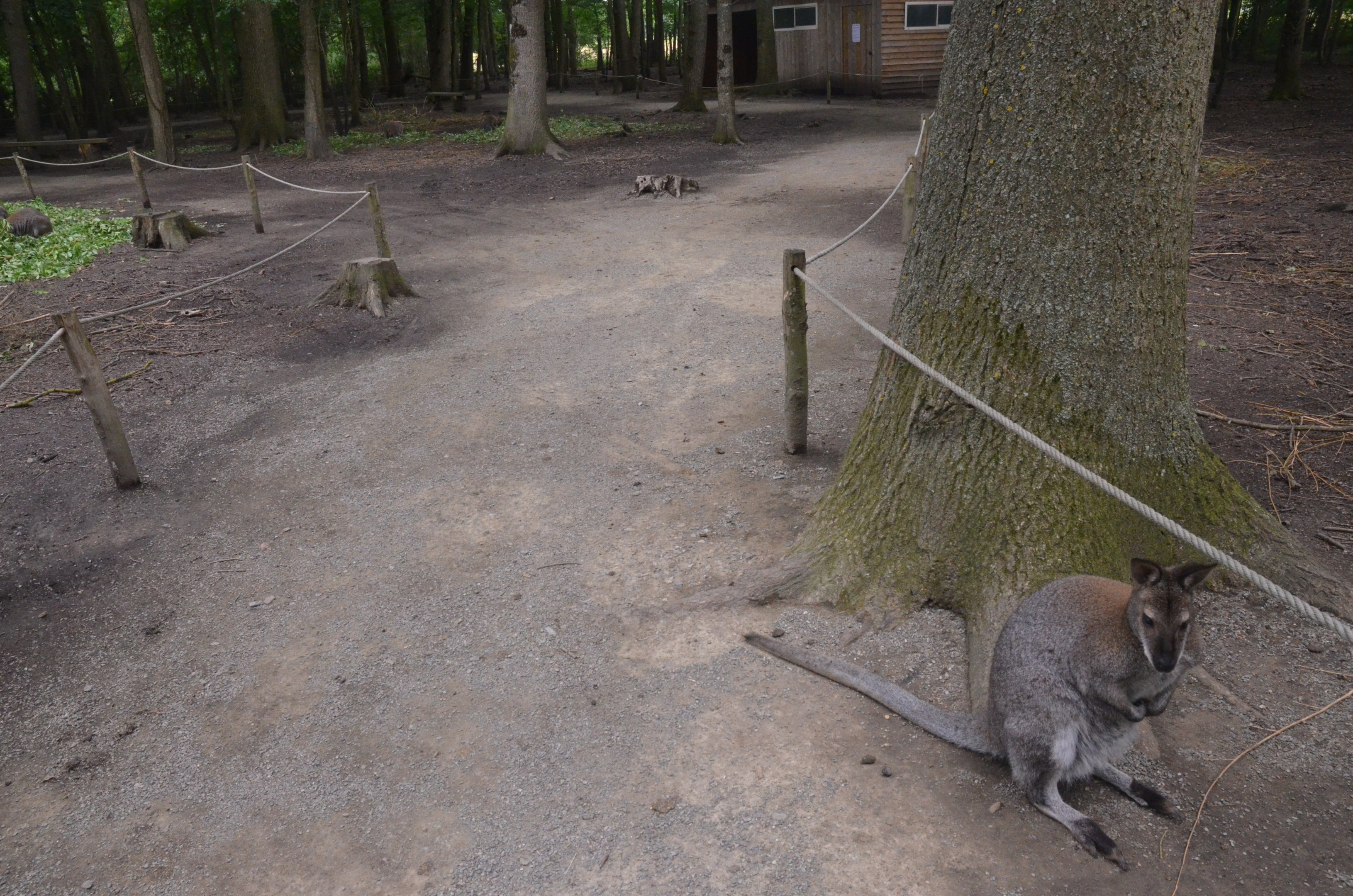 Macropod and Muntjac Walkthrough at Spaycific'Zoo, 13/06/18