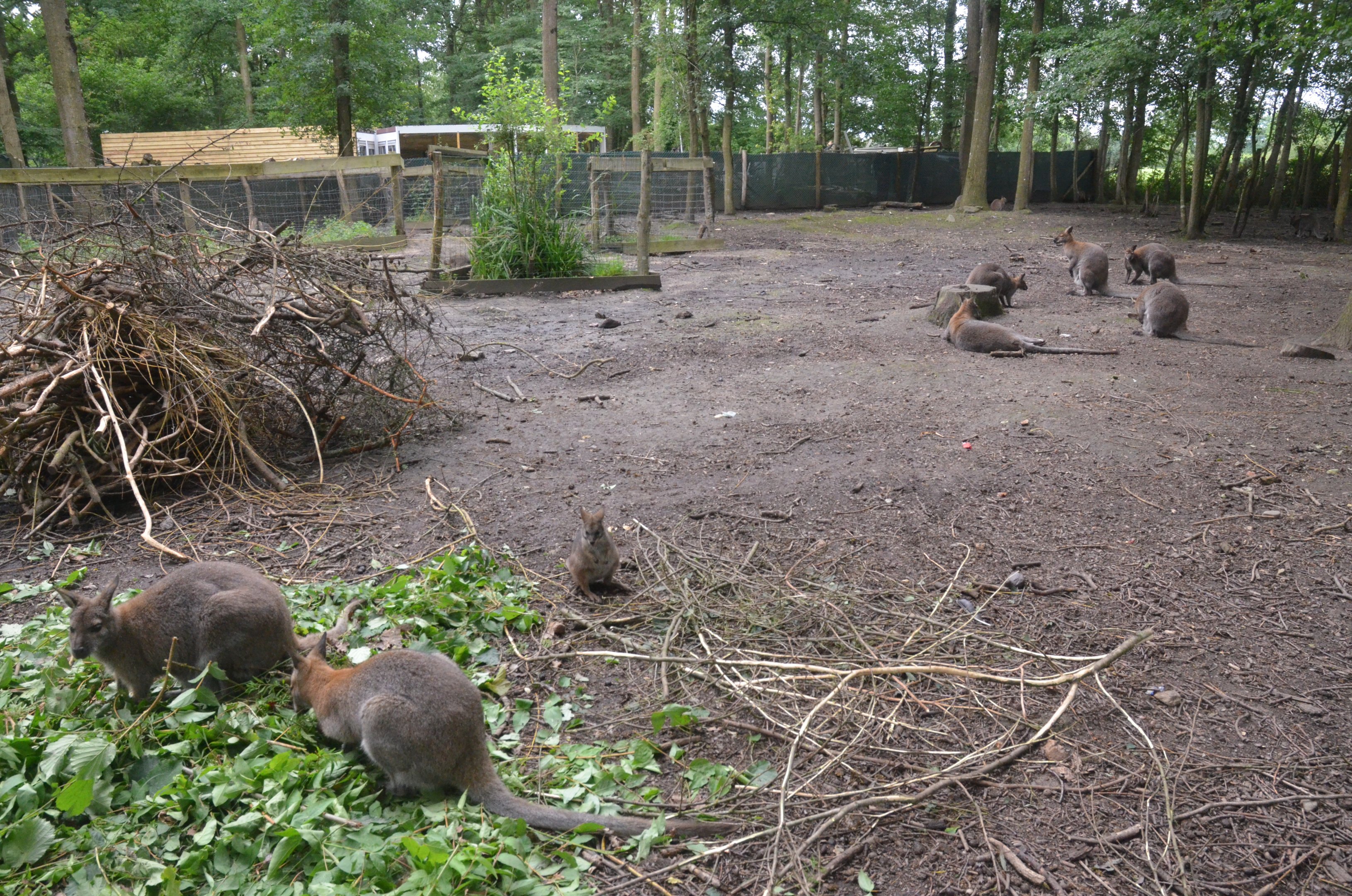 Macropod and Muntjac Walkthrough at Spaycific'Zoo, 13/06/18
