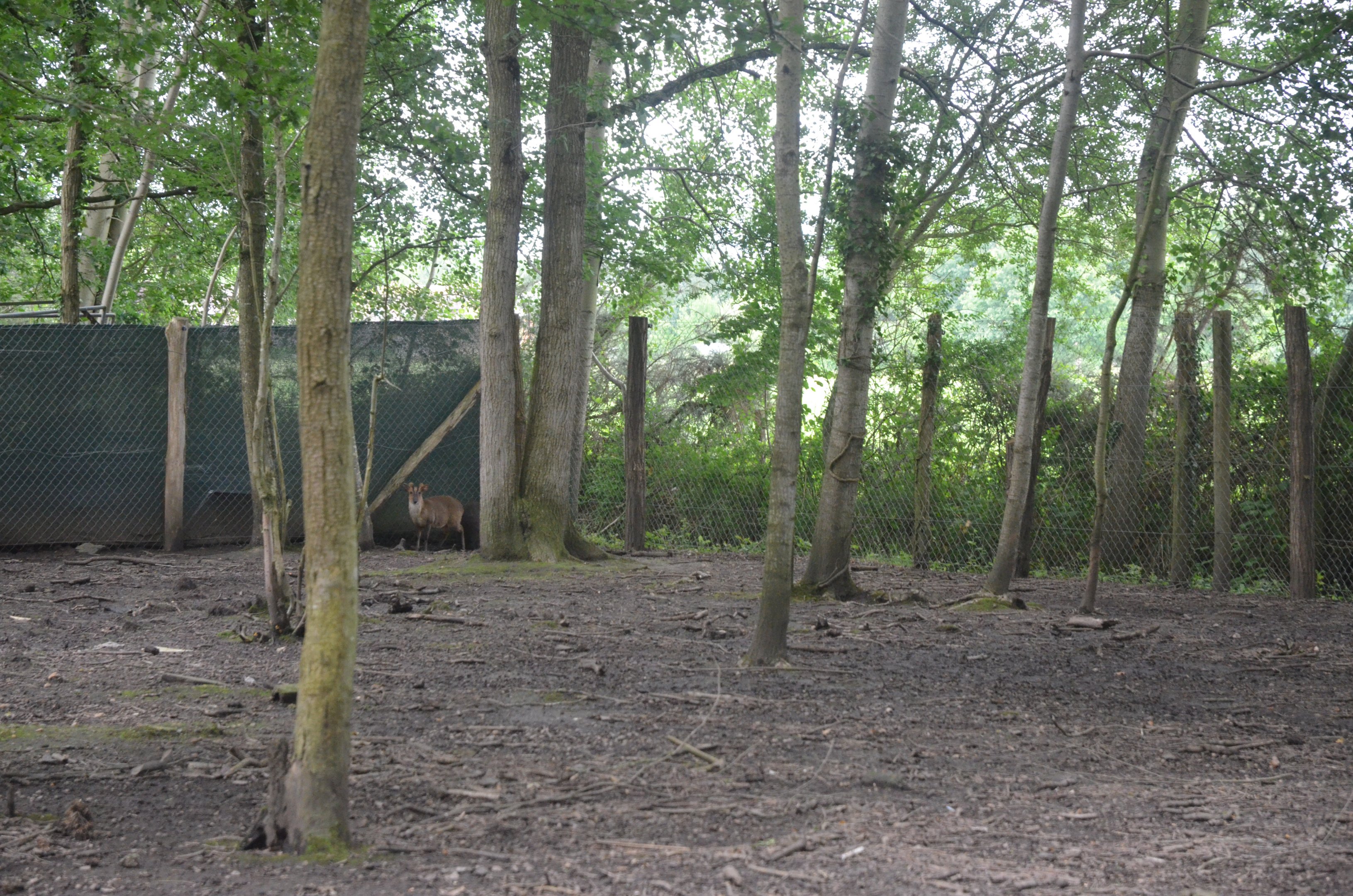 Macropod and Muntjac Walkthrough at Spaycific'Zoo, 13/06/18