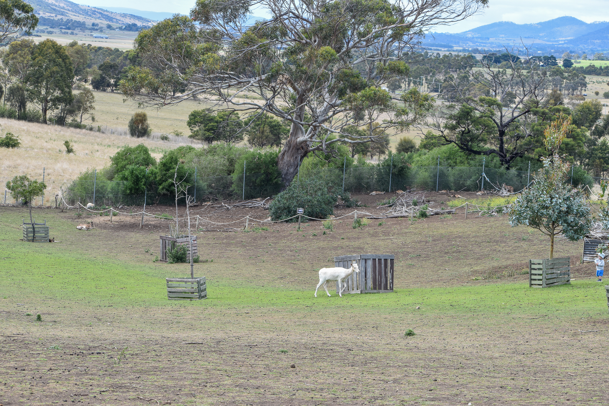 Macropod/Deer Walkthrough
