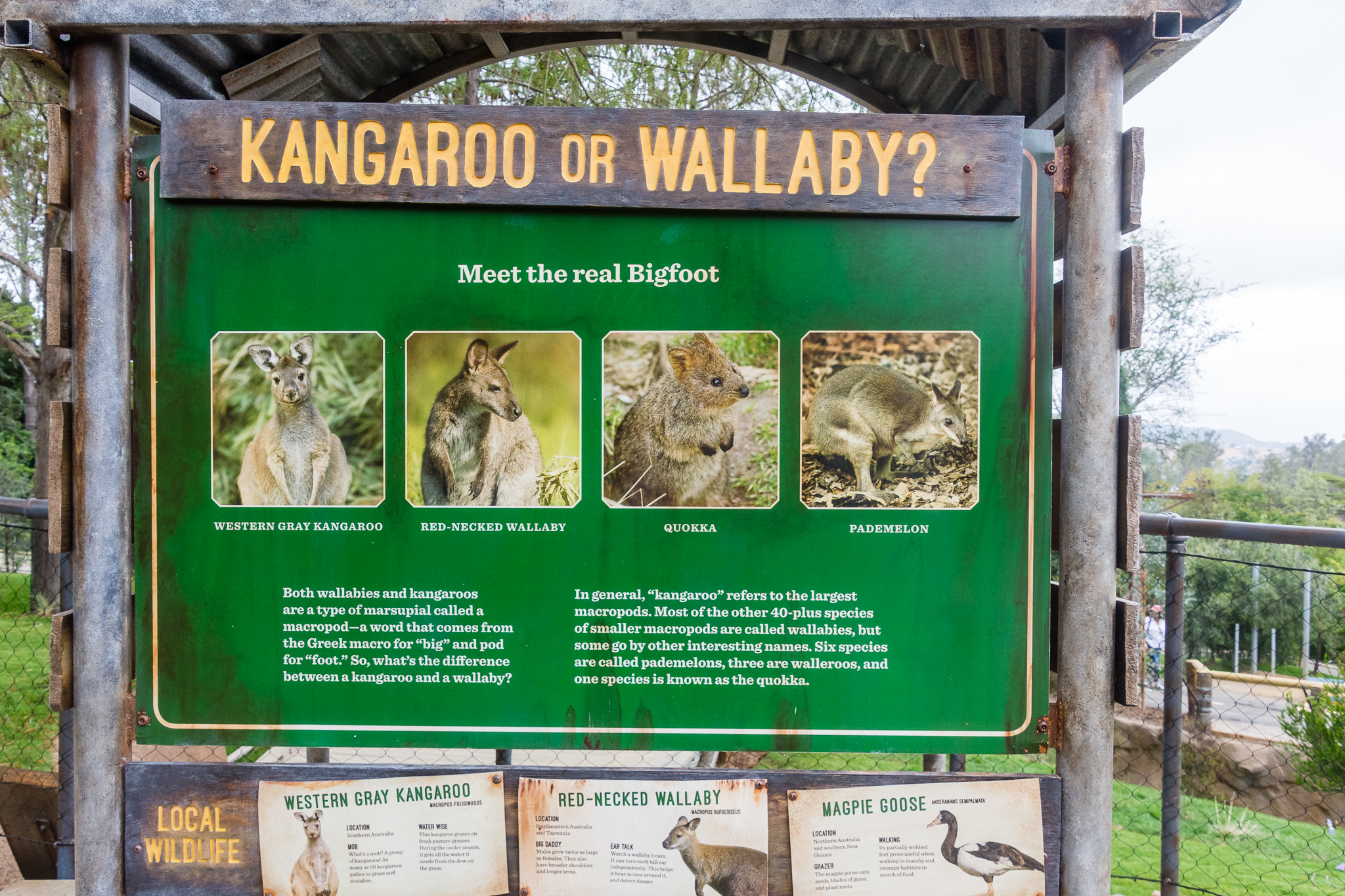 Macropod educational graphics