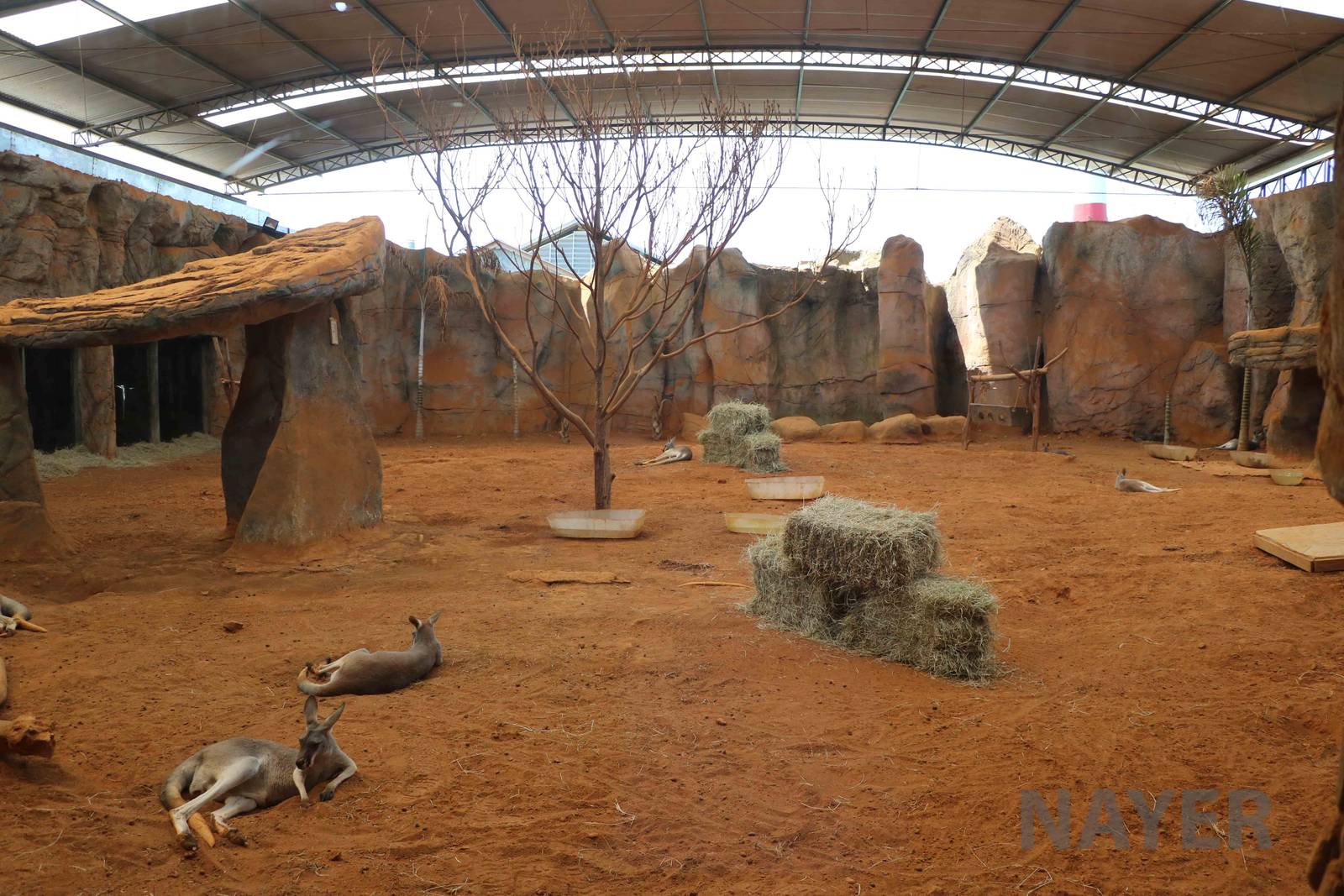 Macropod enclosure, April 2016