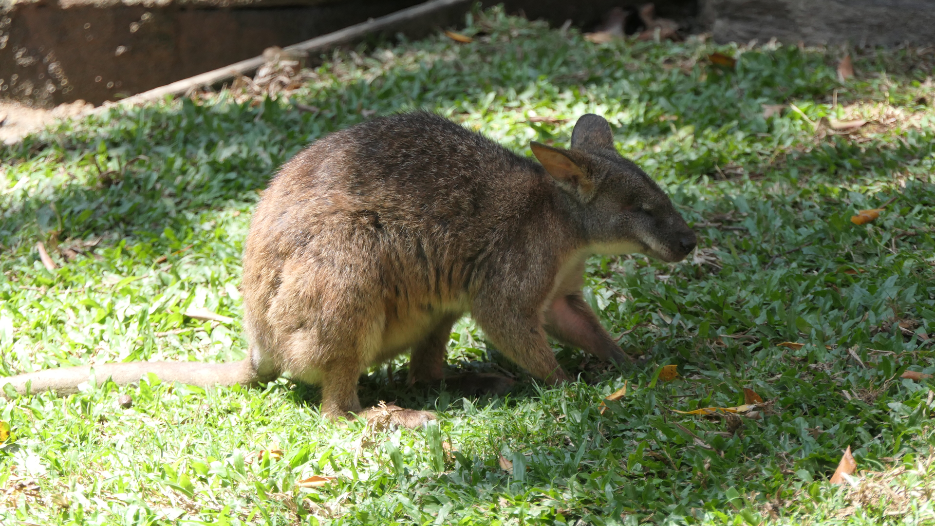 Macropod ID? Kuranda Koala Gardens