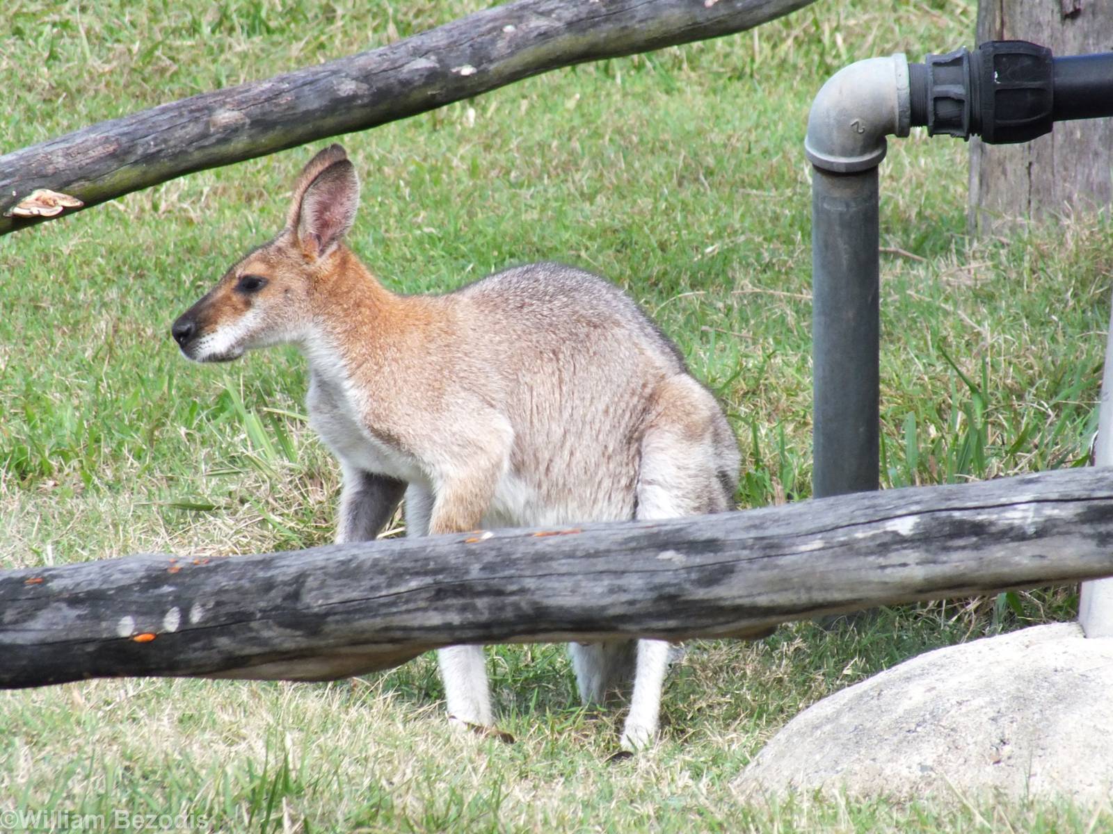Macropod Species