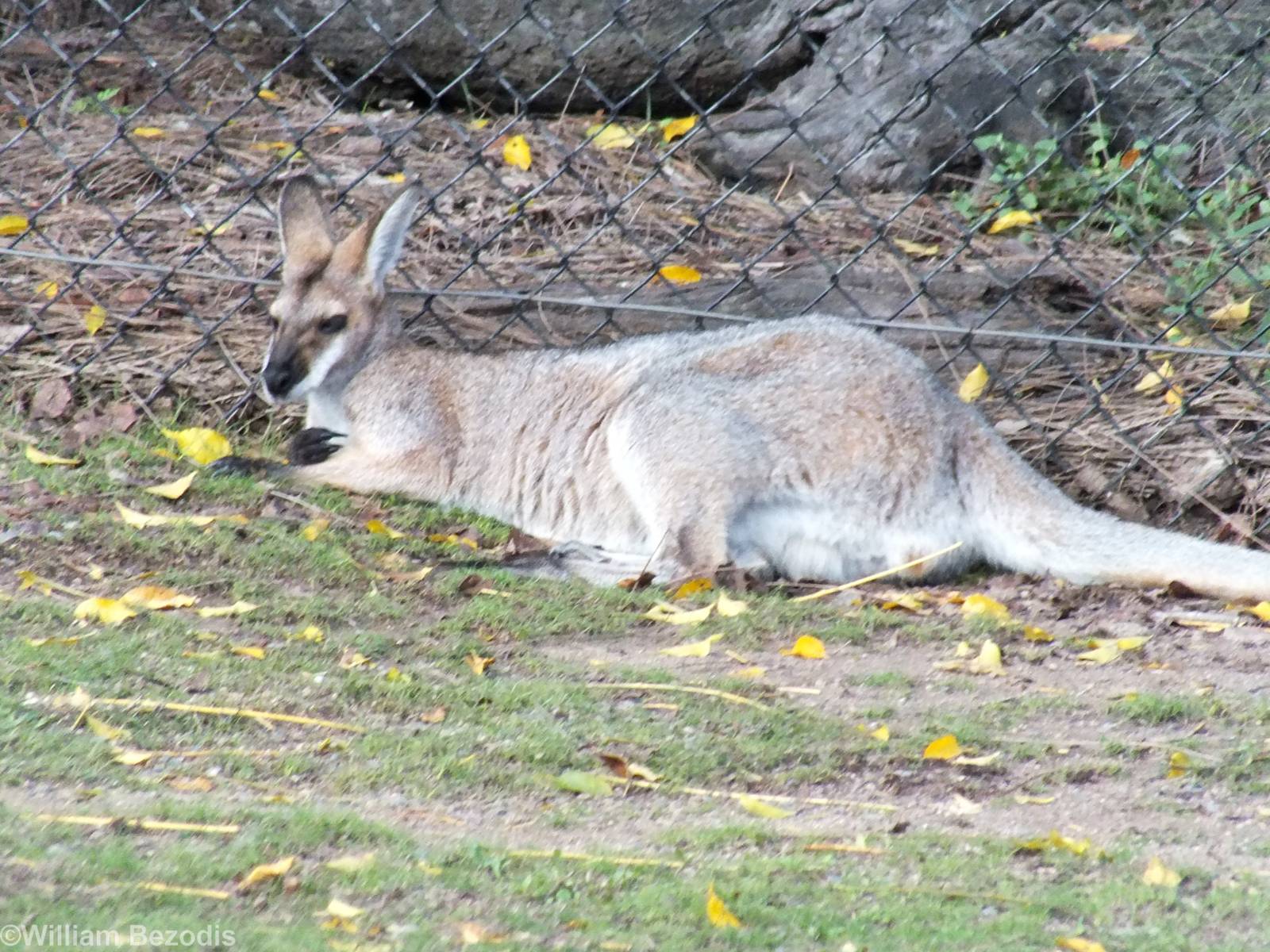 Macropod Species???