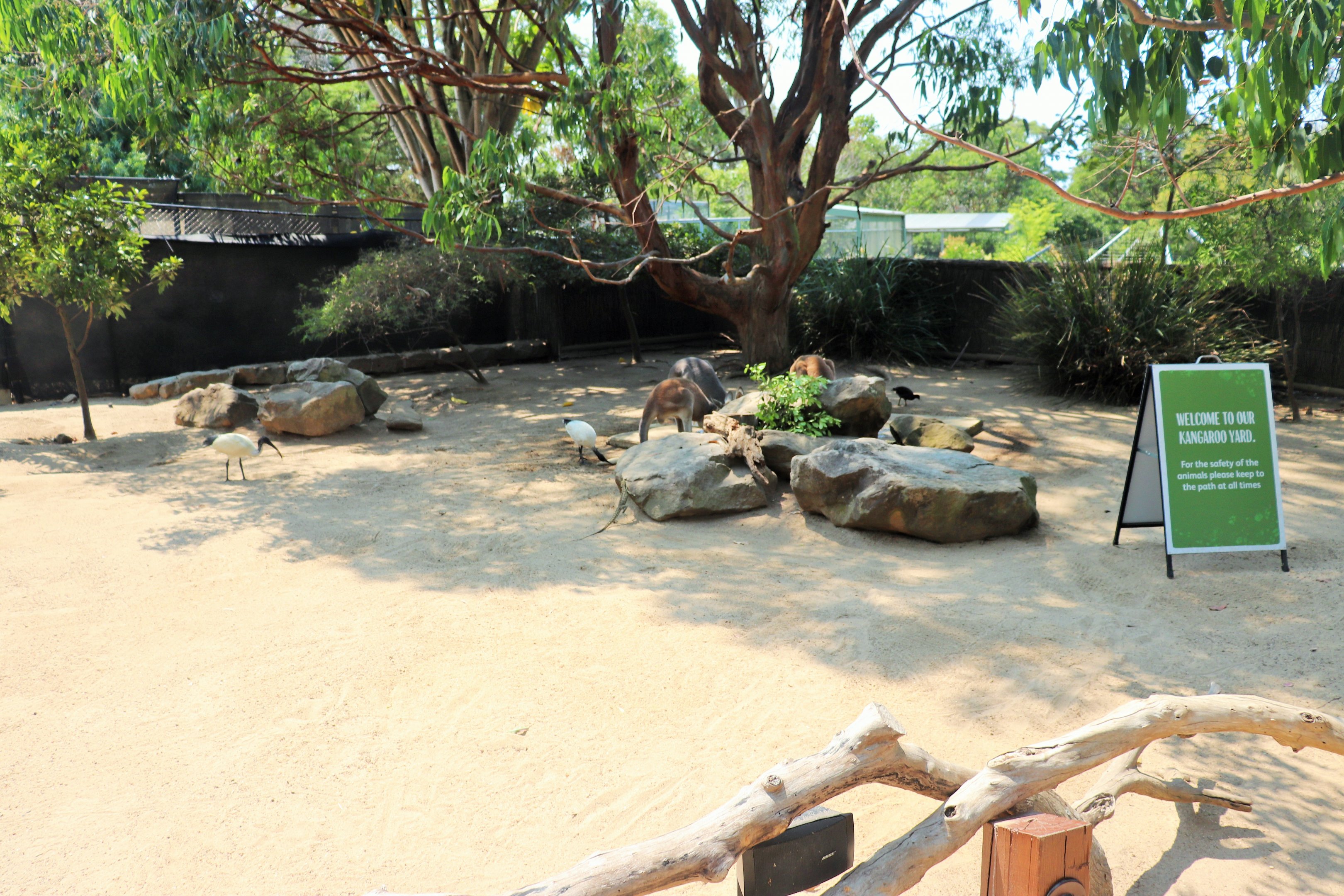 Macropod Walk-through