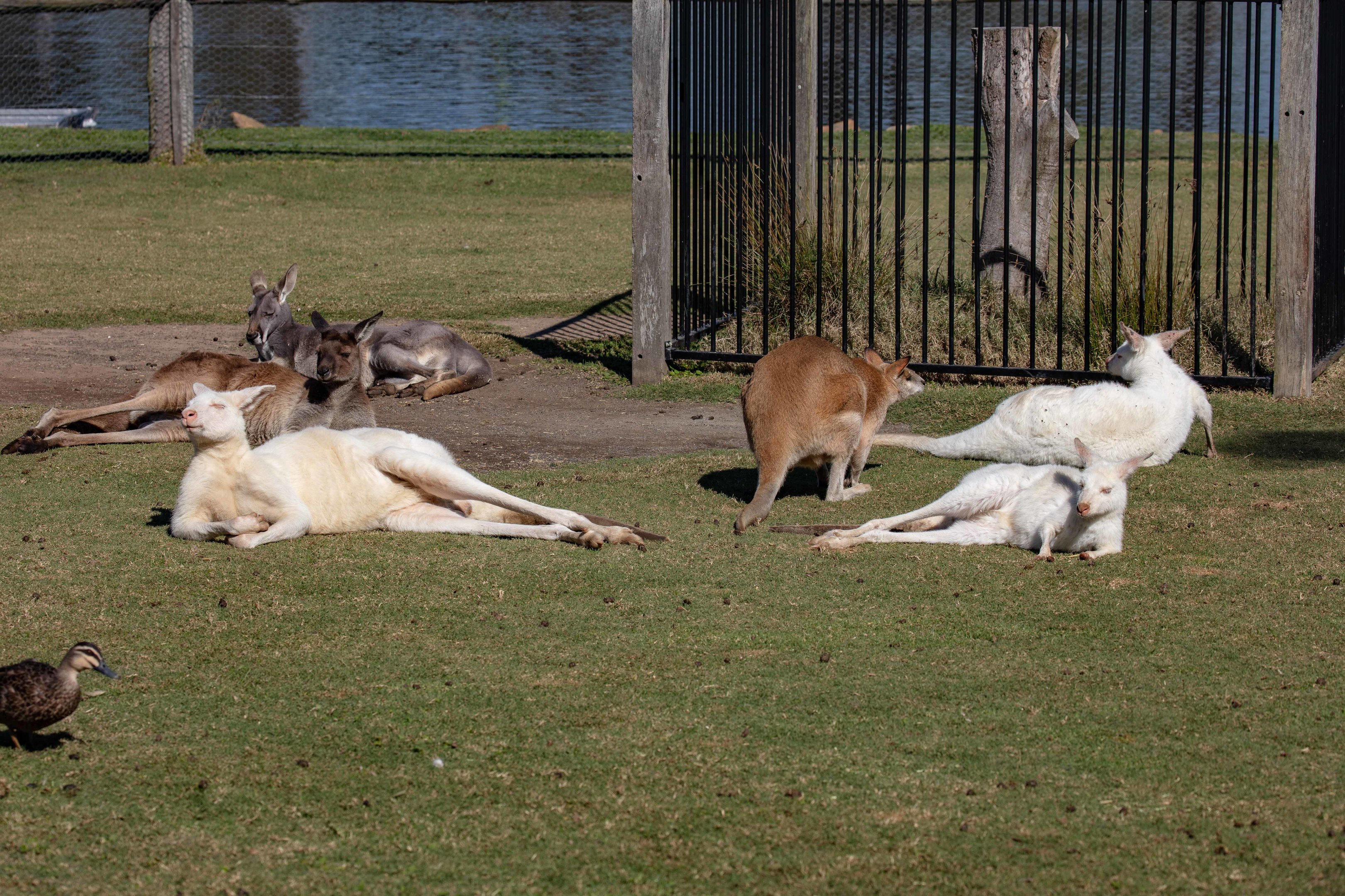 Macropod Walkthrough with three sp. of macropod
