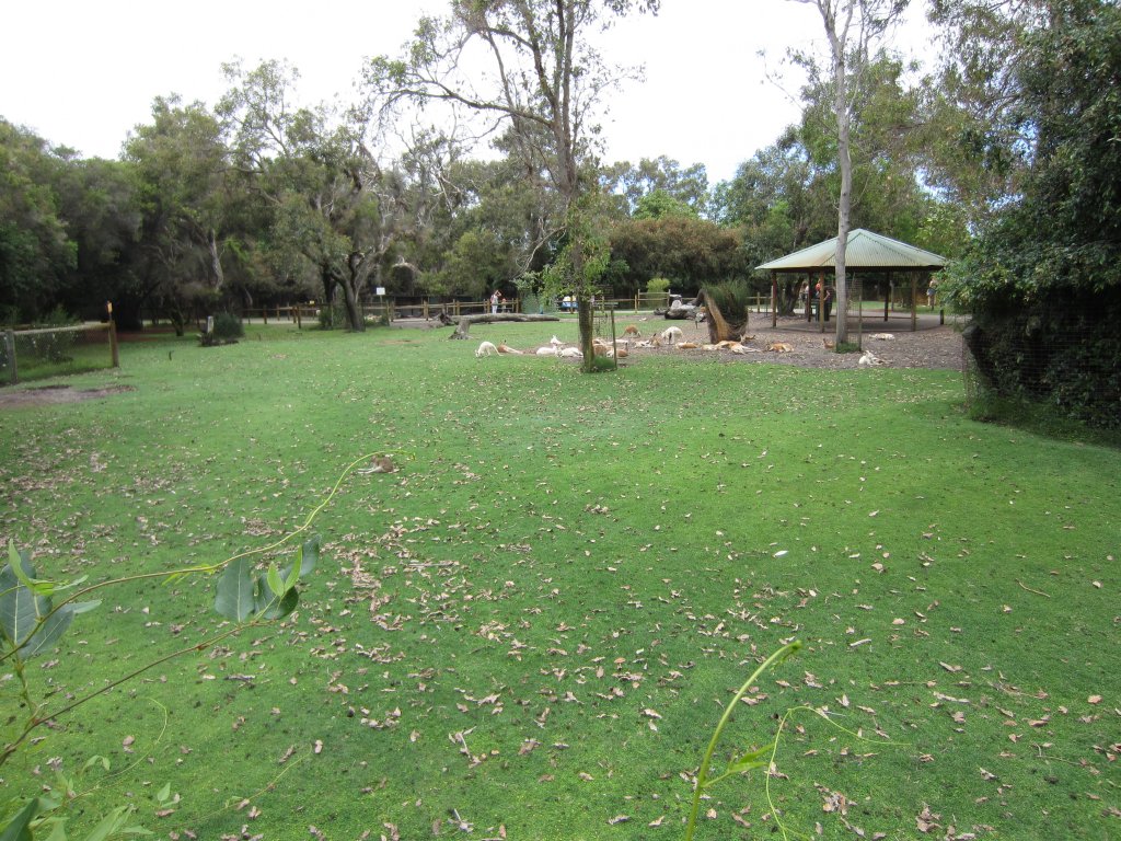 Macropod walkthrough