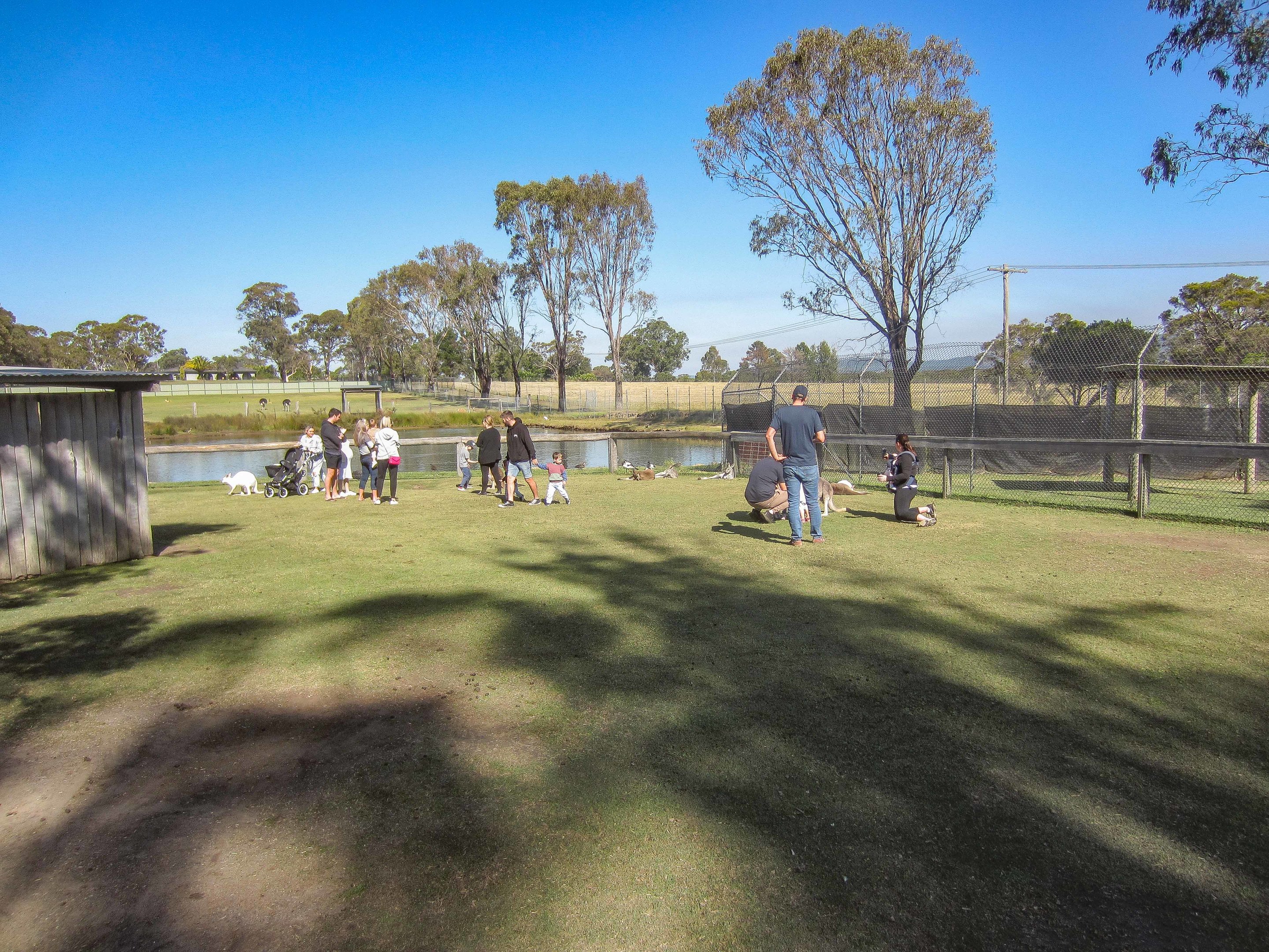 Macropod walkthrough