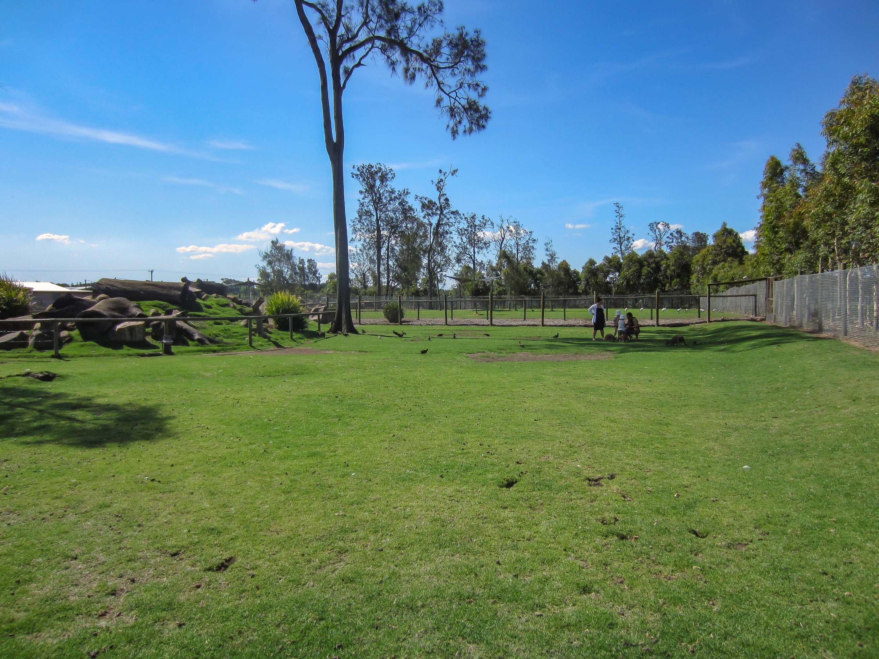 Macropod walkthrough