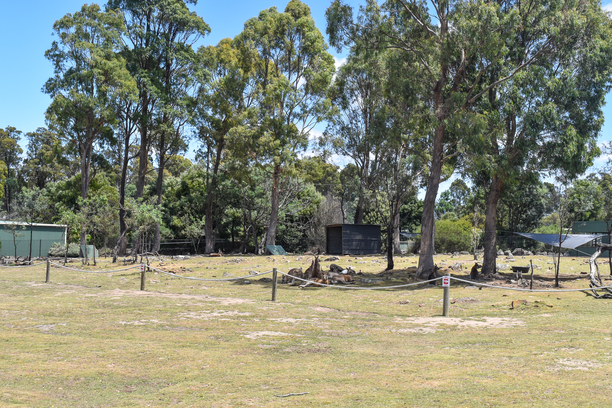 Macropod Walkthrough