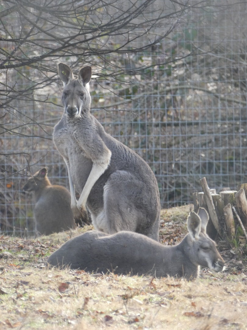 Macropodidae